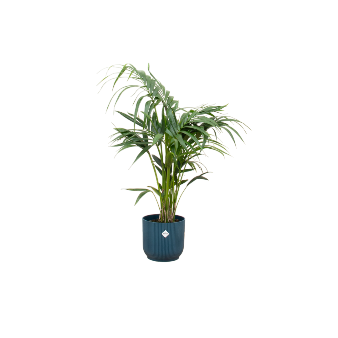 Kentia Palme im eleganten blauen Übertopf