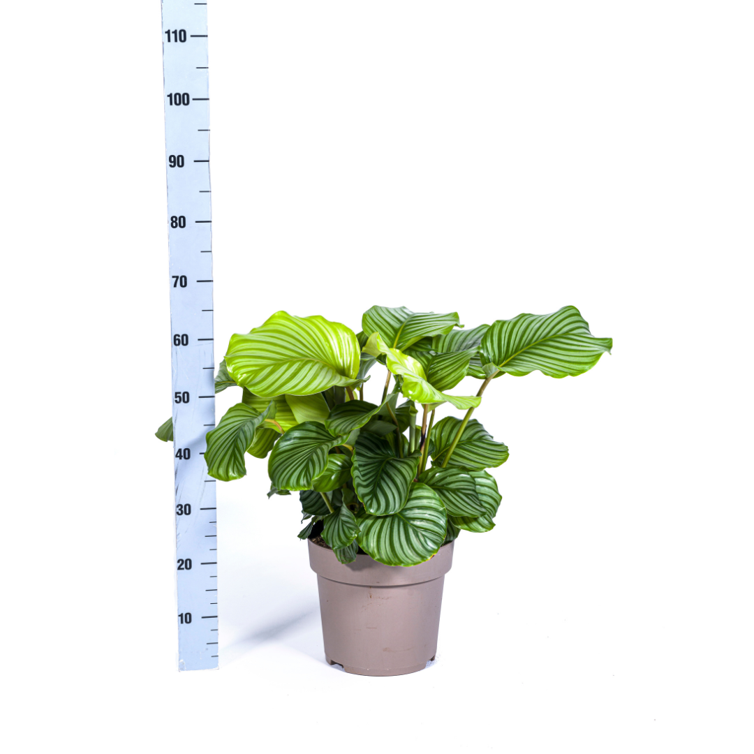 Calathea Orbifolia – Große Blätter – Hoch & buschig