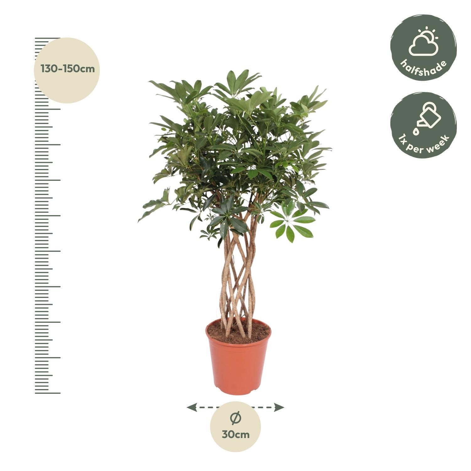 Elegante Schefflera Arboricola Compacta Zimmerpflanze mit geflochtenem Stamm