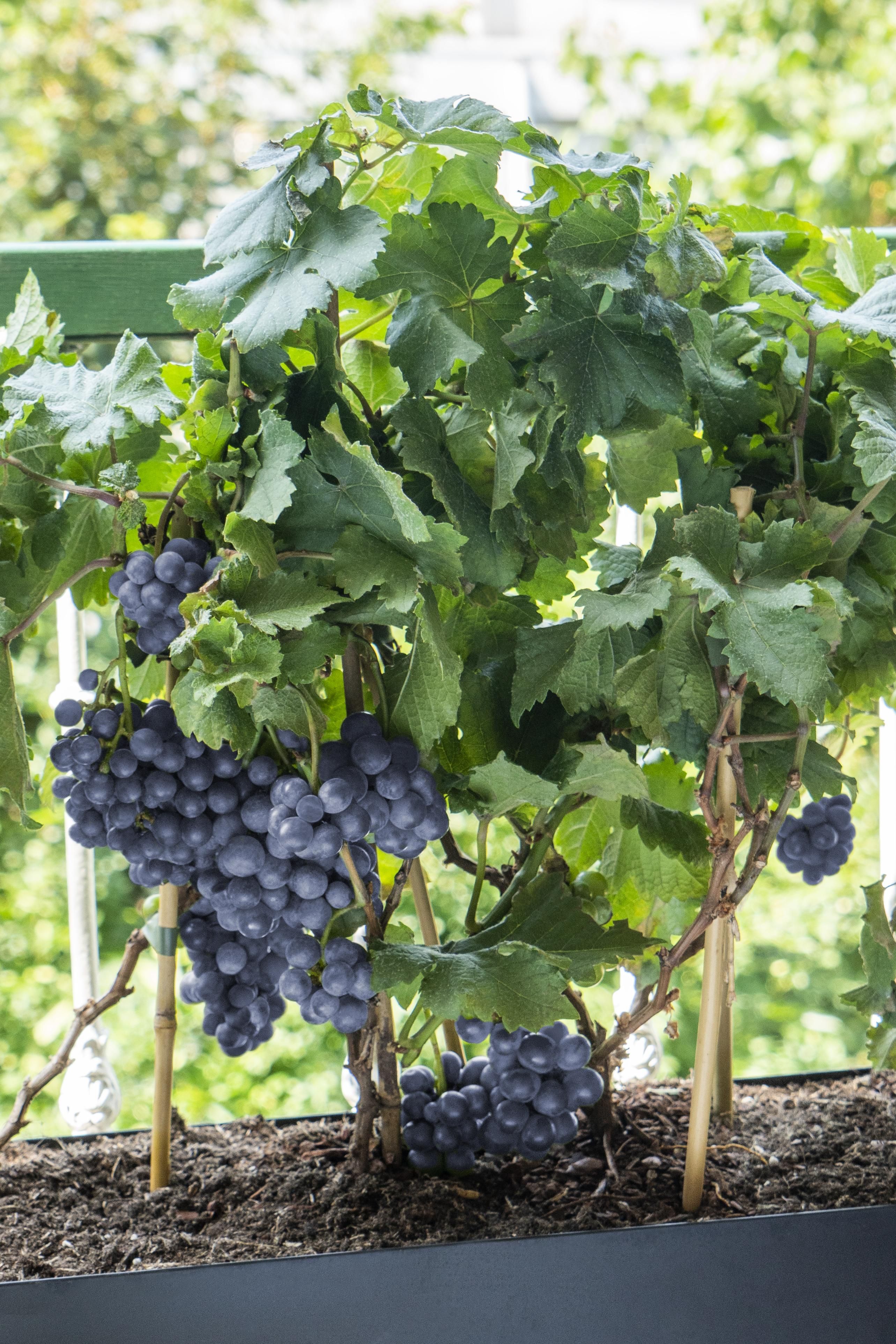 Vitis Pixie Pinot Noir Zwergtraube