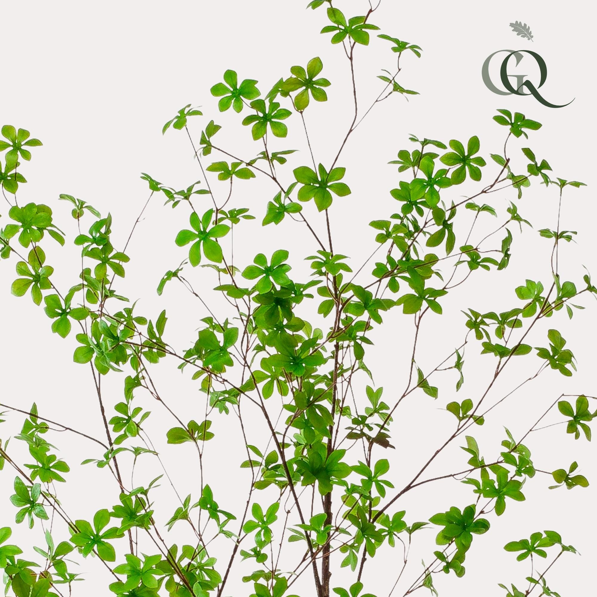 Kunstpflanze Ostindische Kirsche 210cm | Kunstblume hängend wie echt