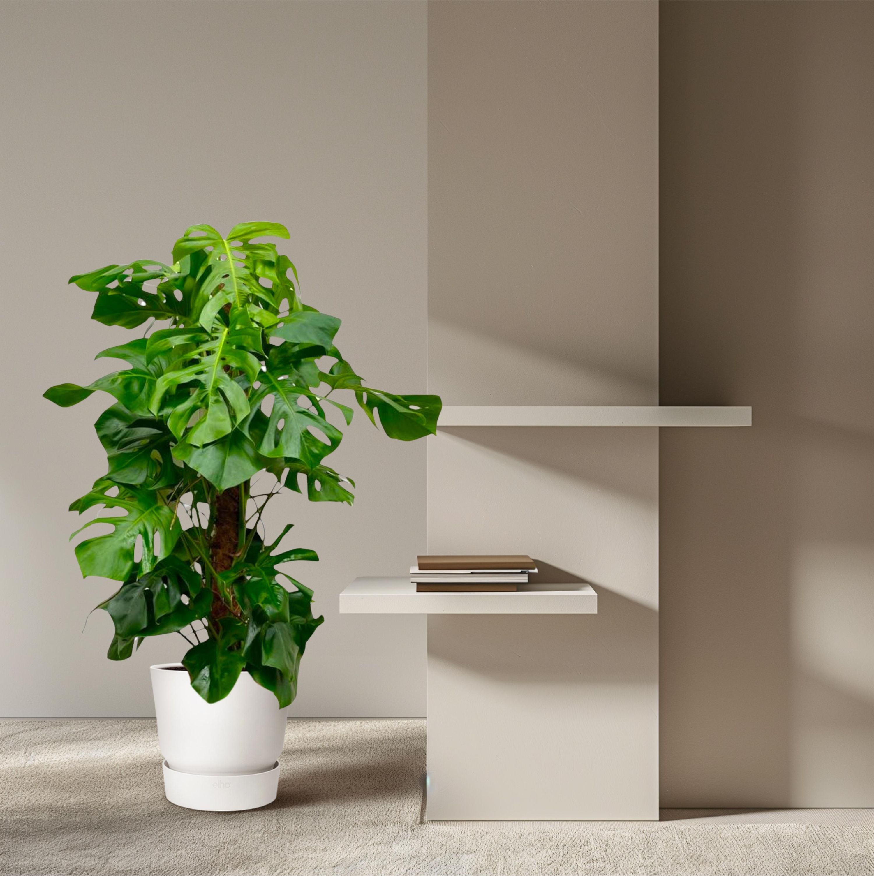 Monstera Deliciosa XXL Zimmerpflanze