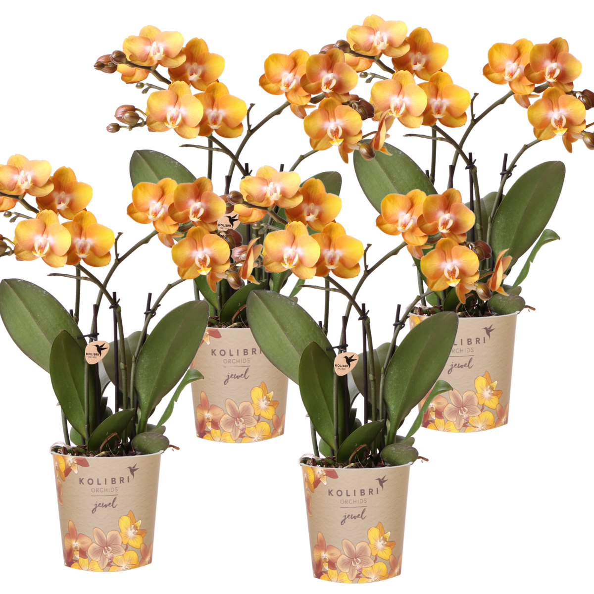 COMBI DEAL 4 Phalaenopsis Orchideen – Blühende Zimmerpflanzen – Topf Ø12cm