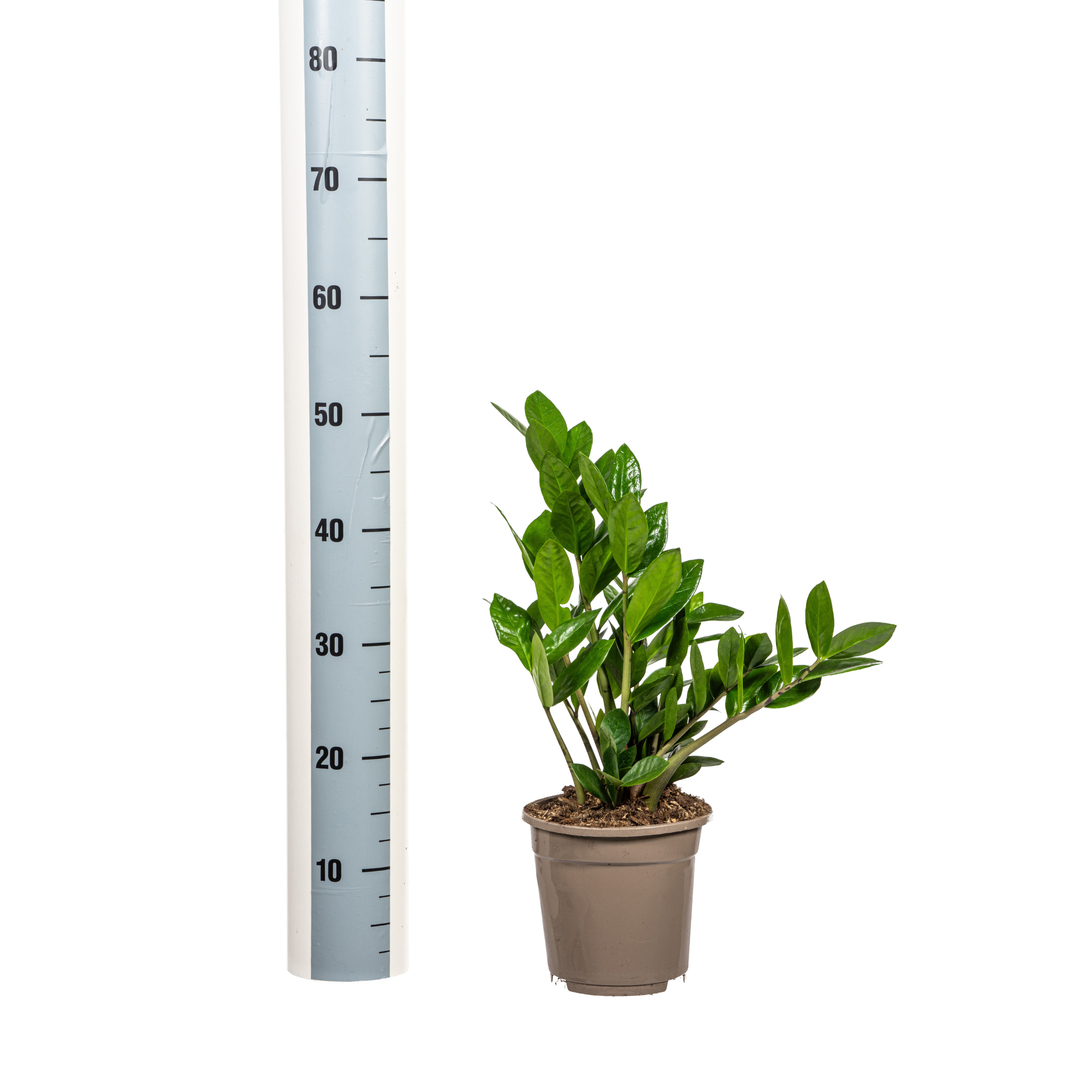 Zamioculcas Zamiifolia – Ø17cm – ↕40-50cm