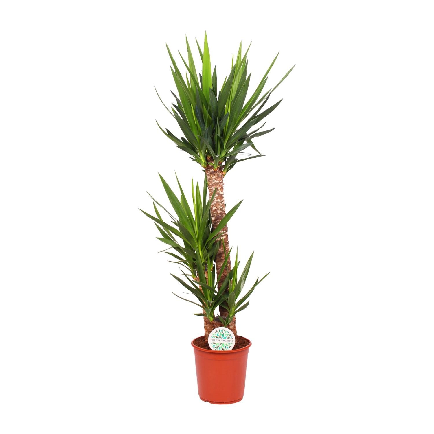 Yucca Elephantipes Zimmerpflanze