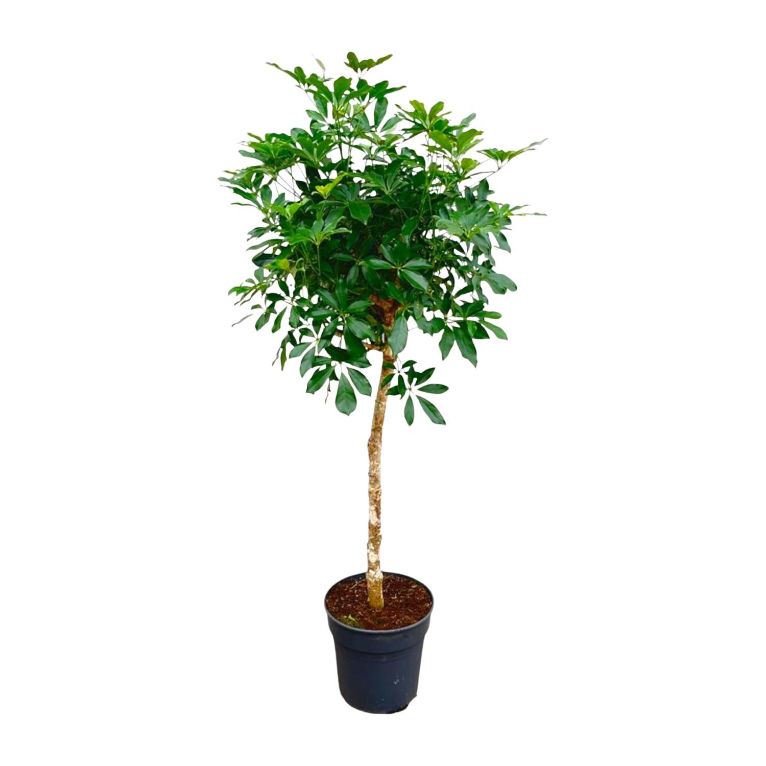 Schefflera Strahlenaralie mit Stamm