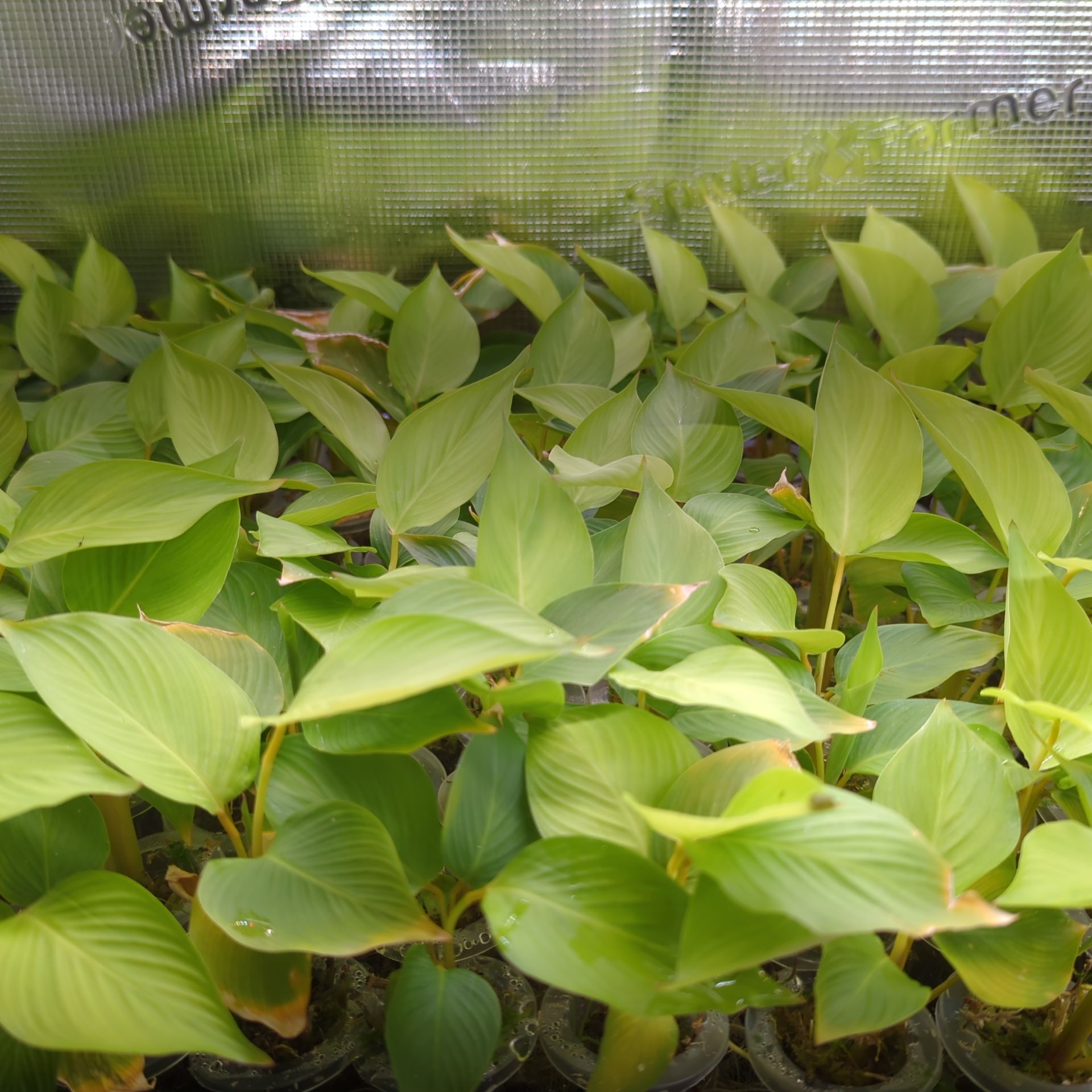 Calathea lutea + selbstbewässernder Übertopf