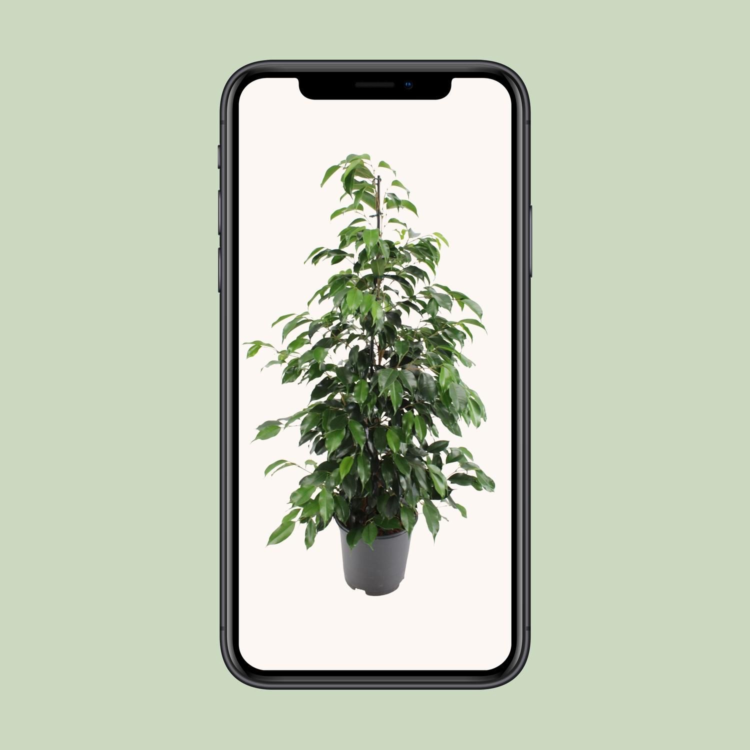 Ficus benjamina Danielle Zimmerpflanze