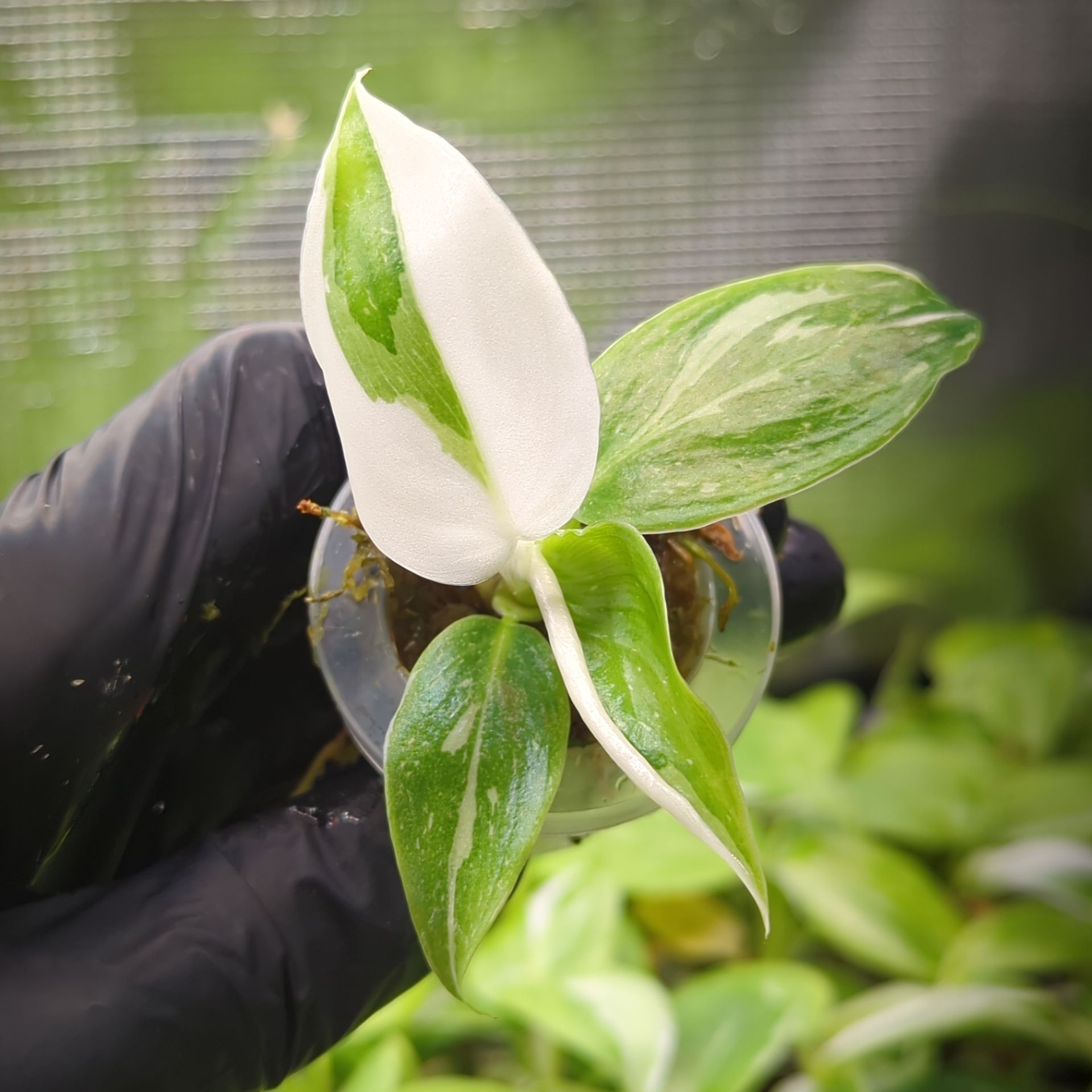 Philodendron erubescens White Princess + selbstbewässernder Übertopf