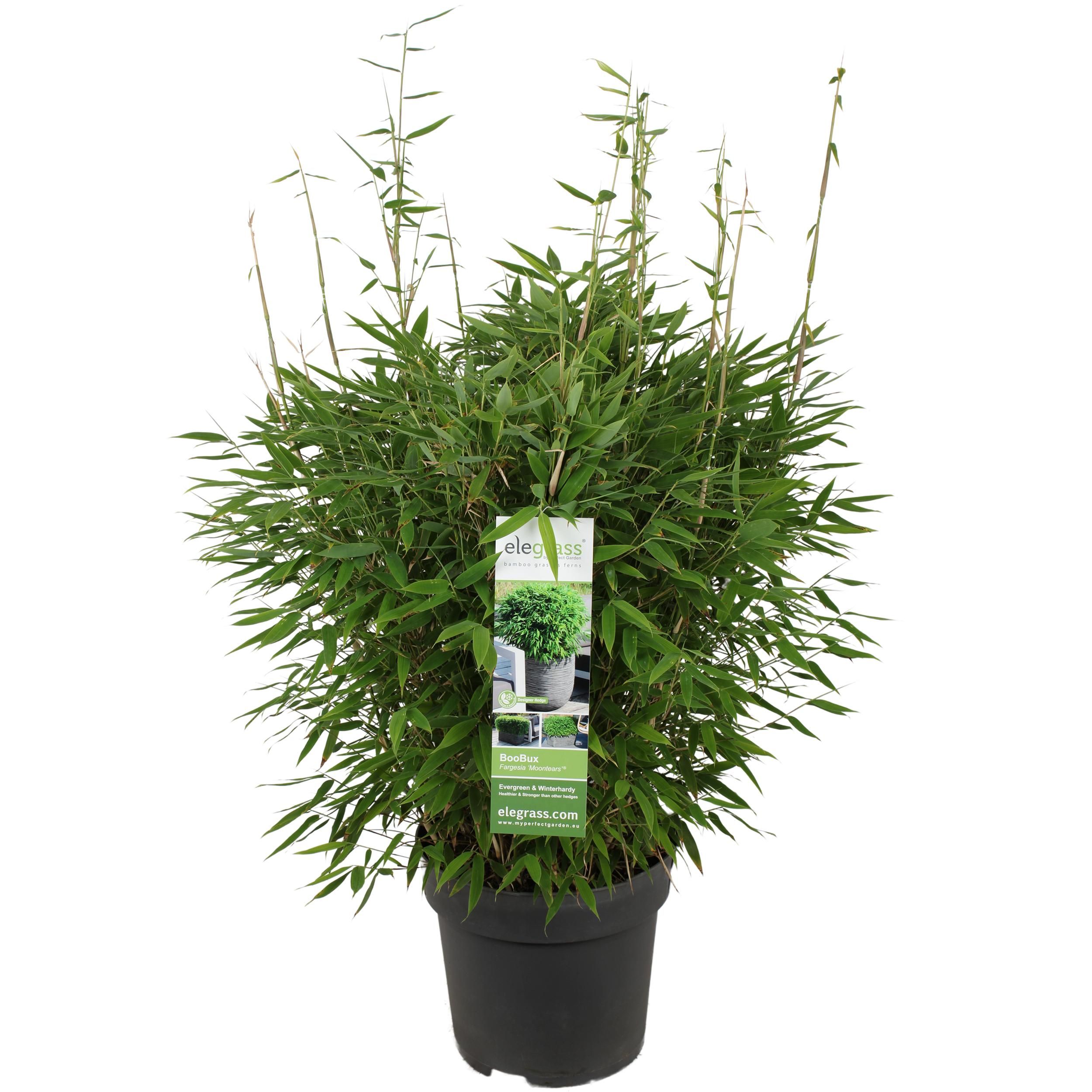 Fargesia Moontears Bambus Pflanze