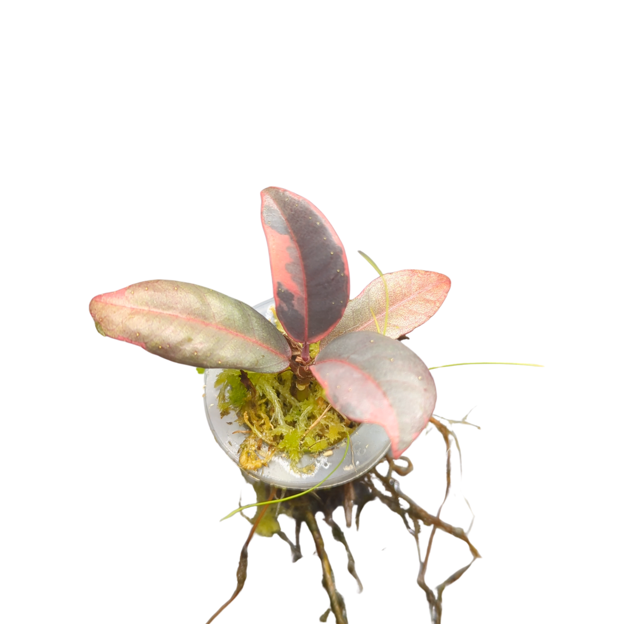 Baby Ficus elastica Ruby + selbstbewässernder Übertopf