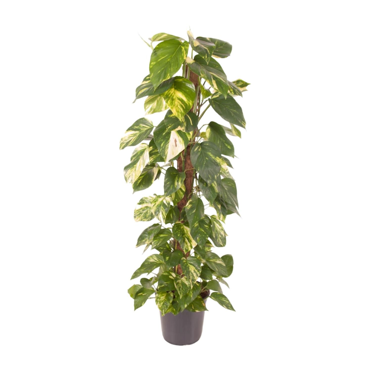 Epipremnum Pinnatum Goldener Efeu Zimmerpflanze
