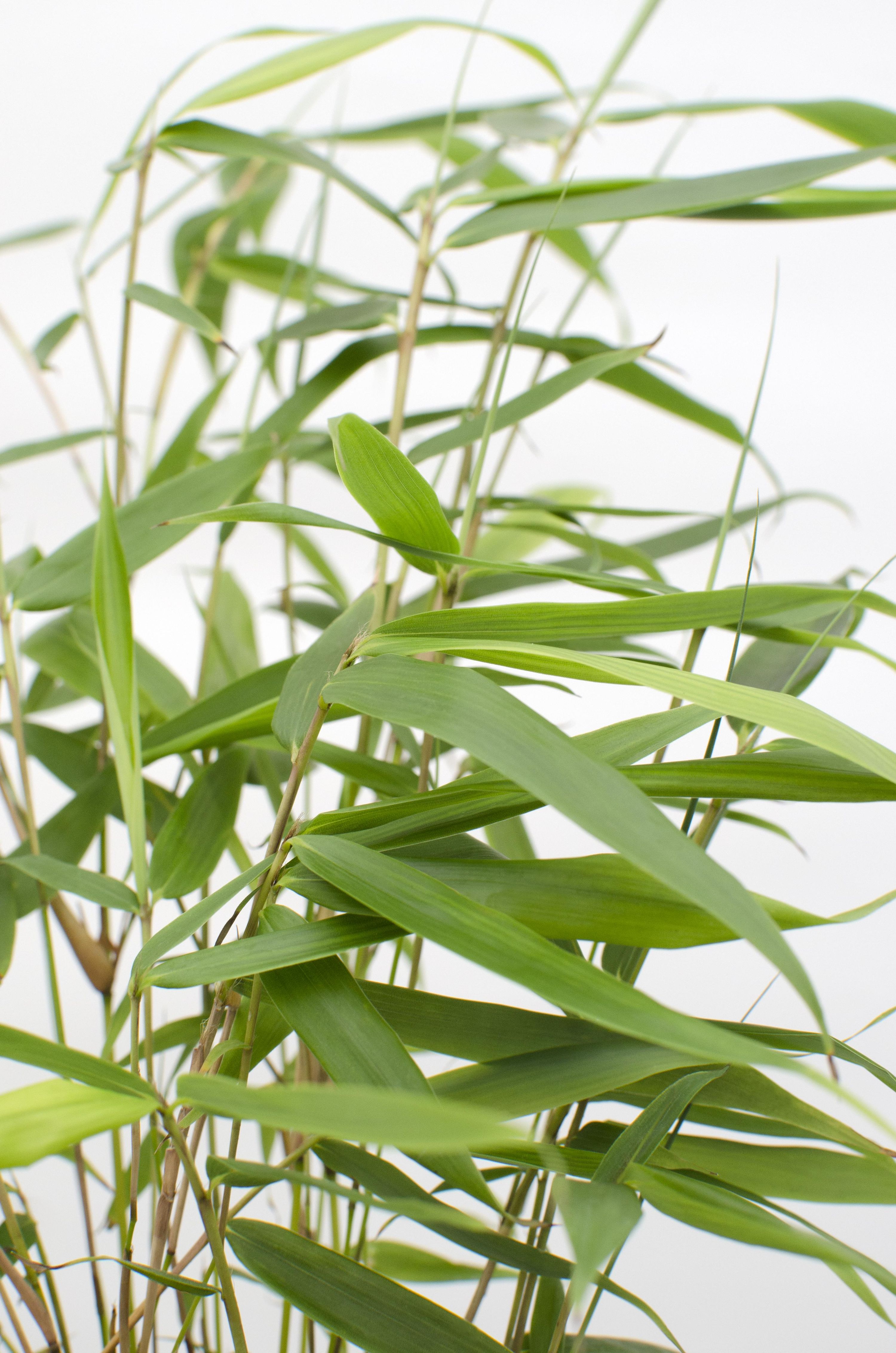 Fargesia robusta Pingwu Bambus