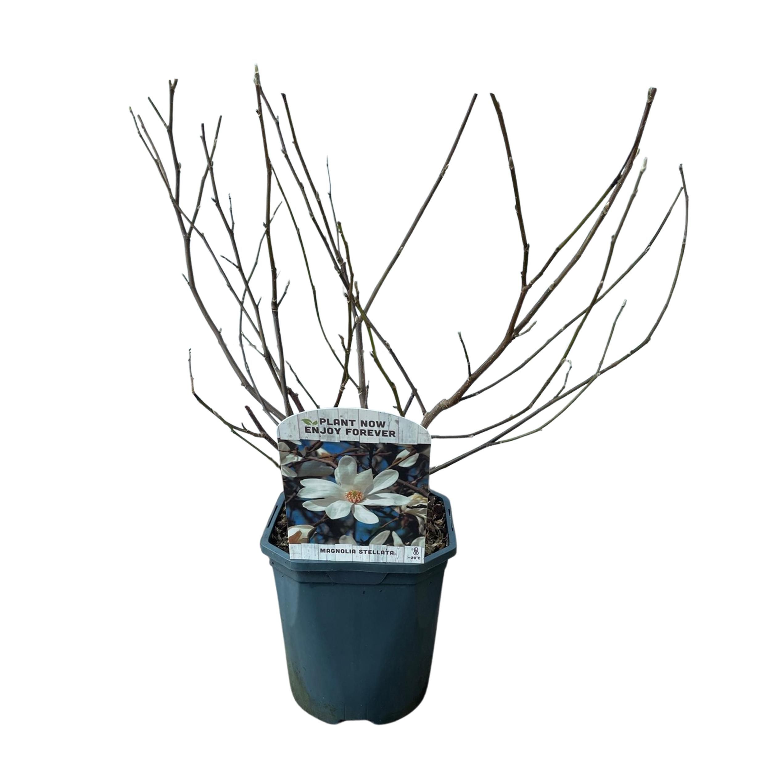 Magnolia Stellata Busch – Weiße Blüte – Laubabwerfend – Pflegeleicht