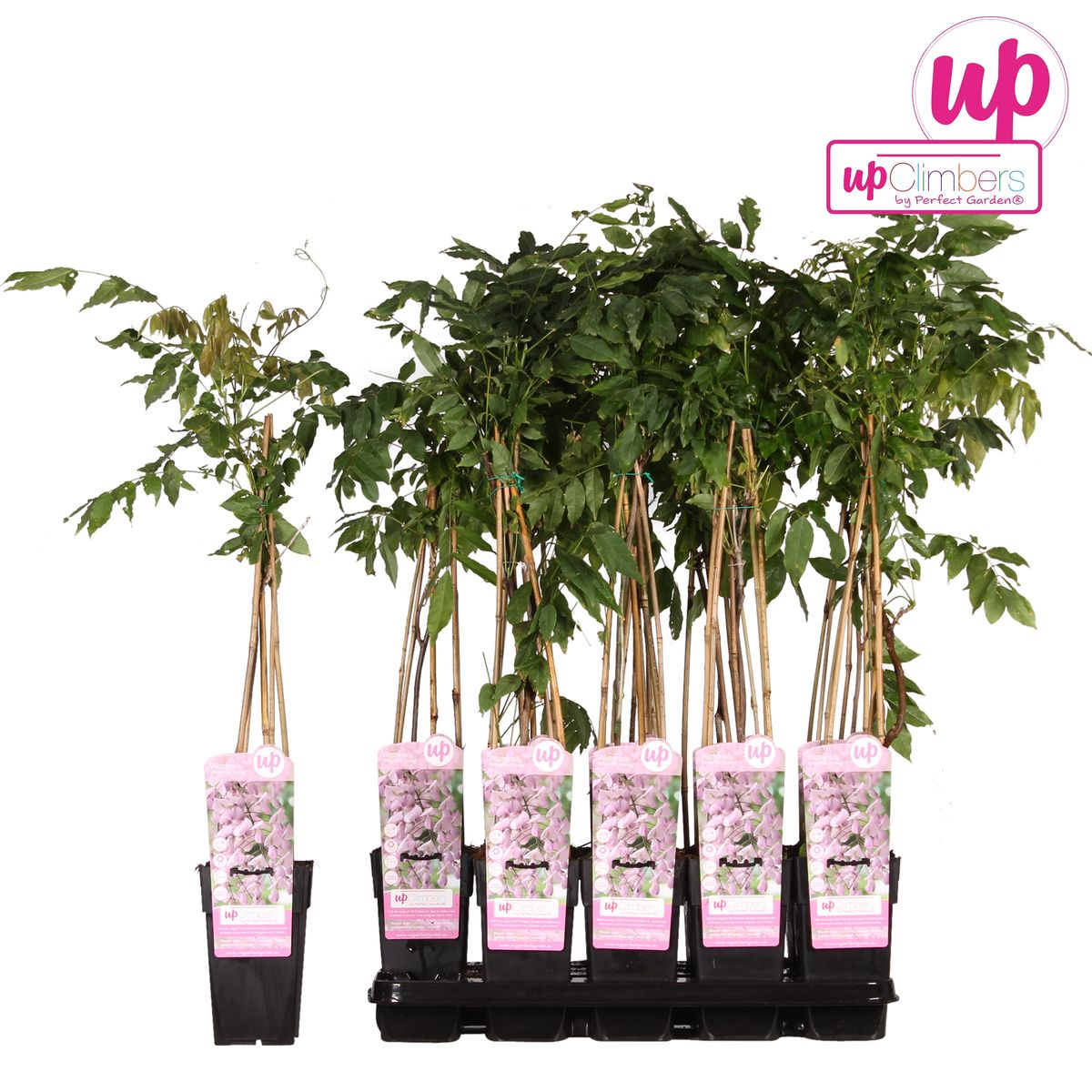 Wisteria Floribunda Rosea Kletterpflanze mit rosa Blüten