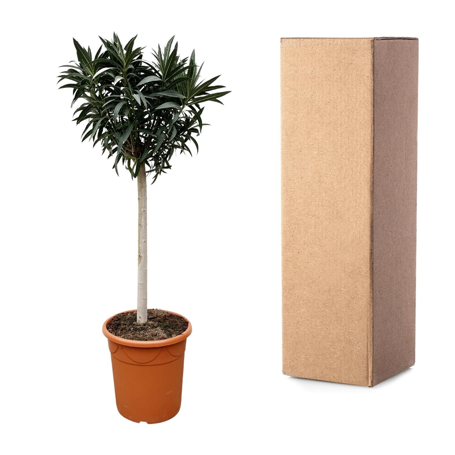 Nerium Oleander mit weißen Blüten auf Stamm