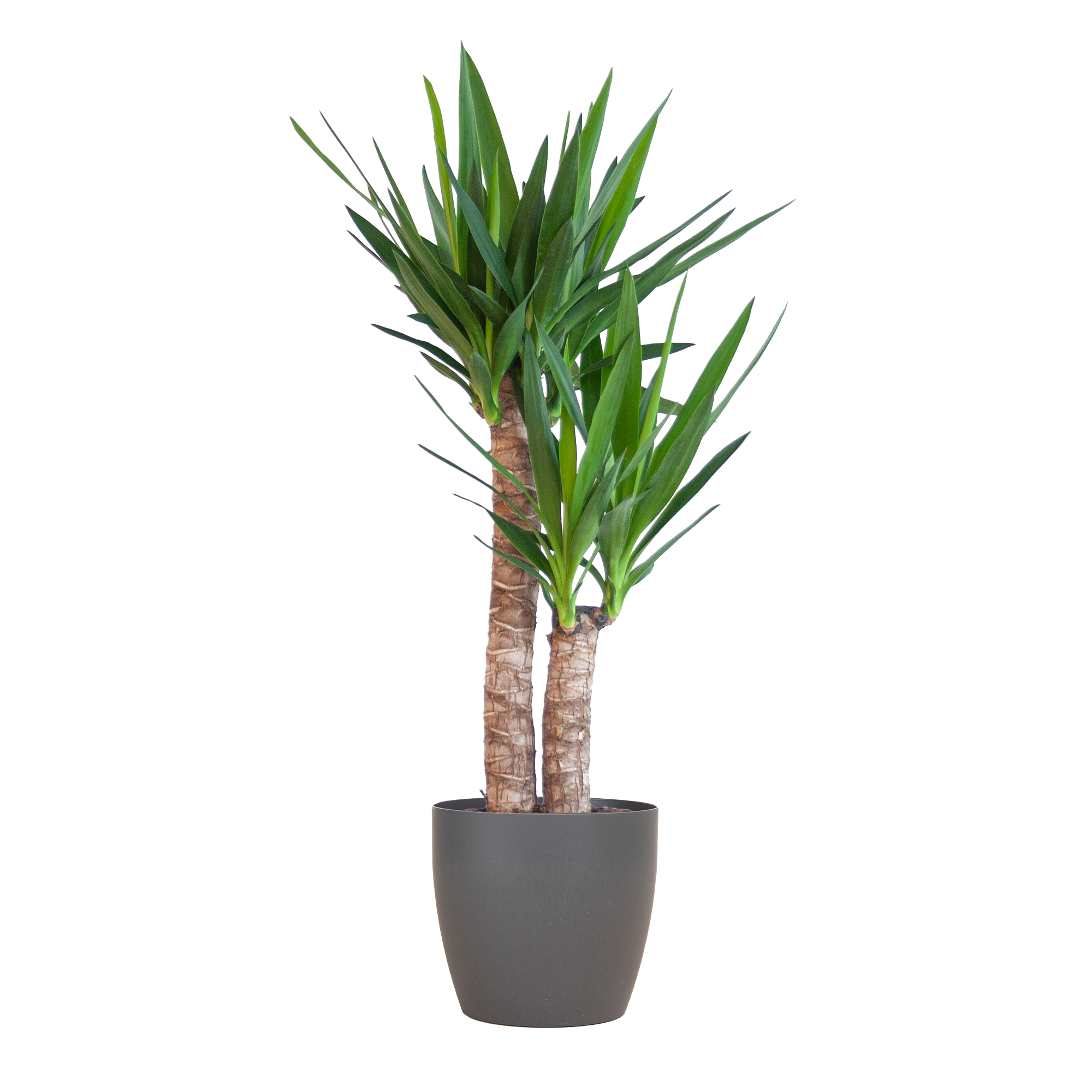 Yucca Elephantipes | 90cm | Ø21 | Viber Topf Schwarz
