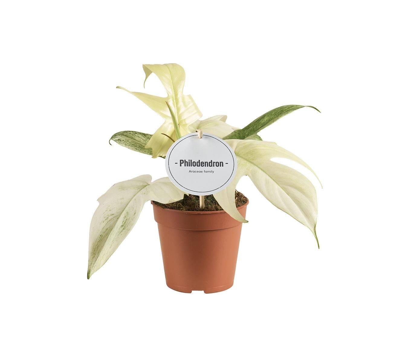 Philodendron Florida Ghost – Grün-weiße Blätter – Ø12cm