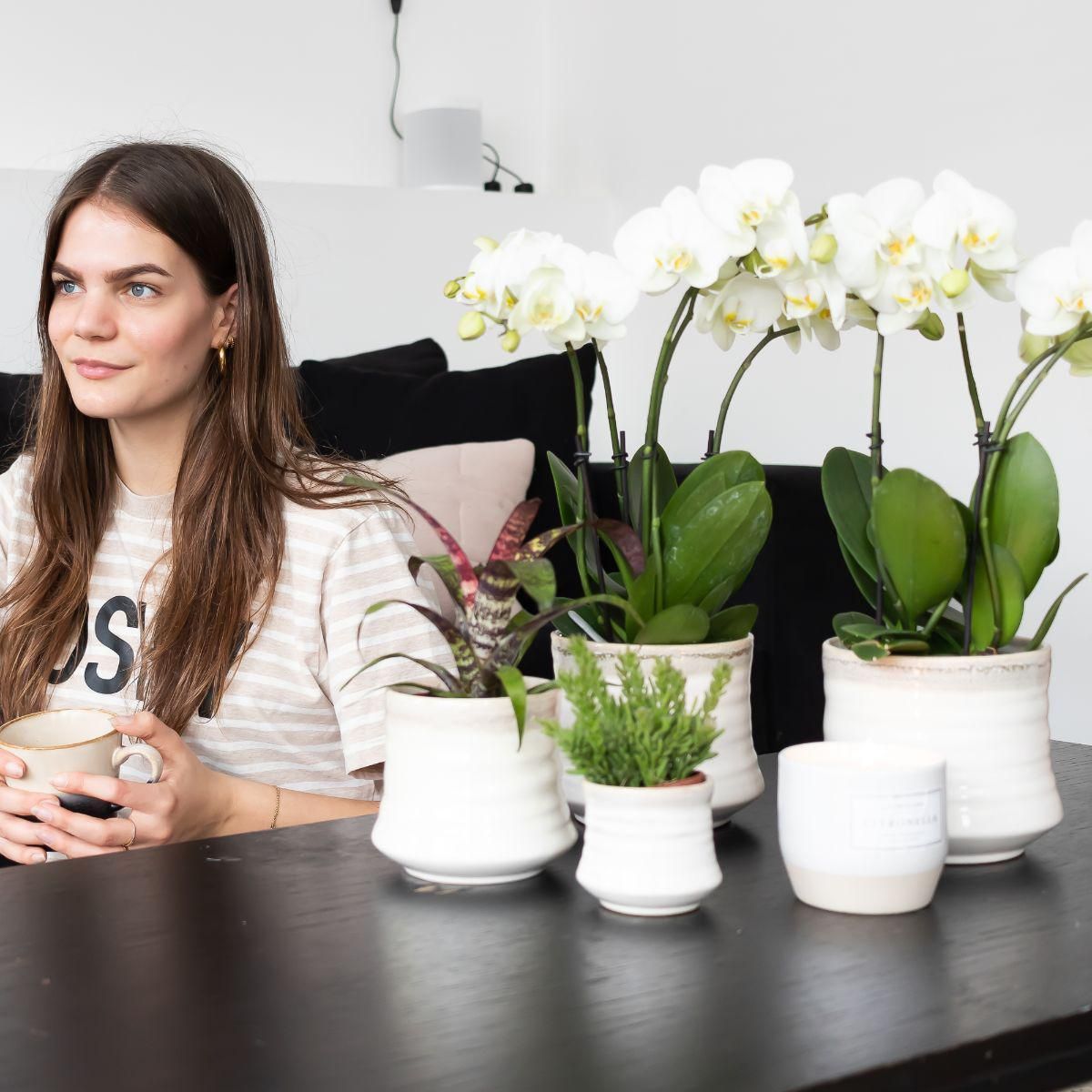 Weiße Phalaenopsis Orchidee Jewel Ghent
