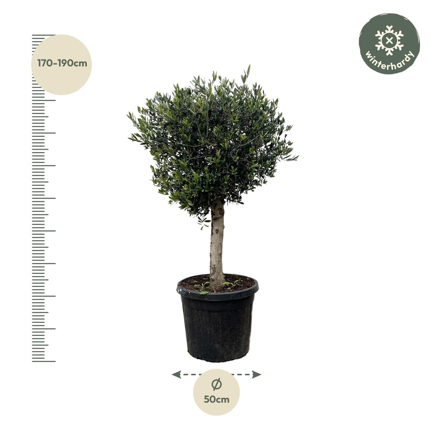 Olivenbaum Olea Europaea Lorc