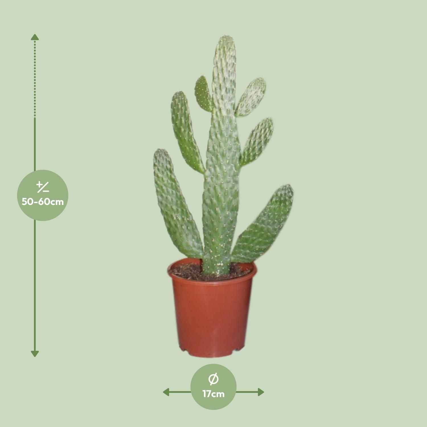 Opuntia Consolea Kaktus Zimmerpflanze
