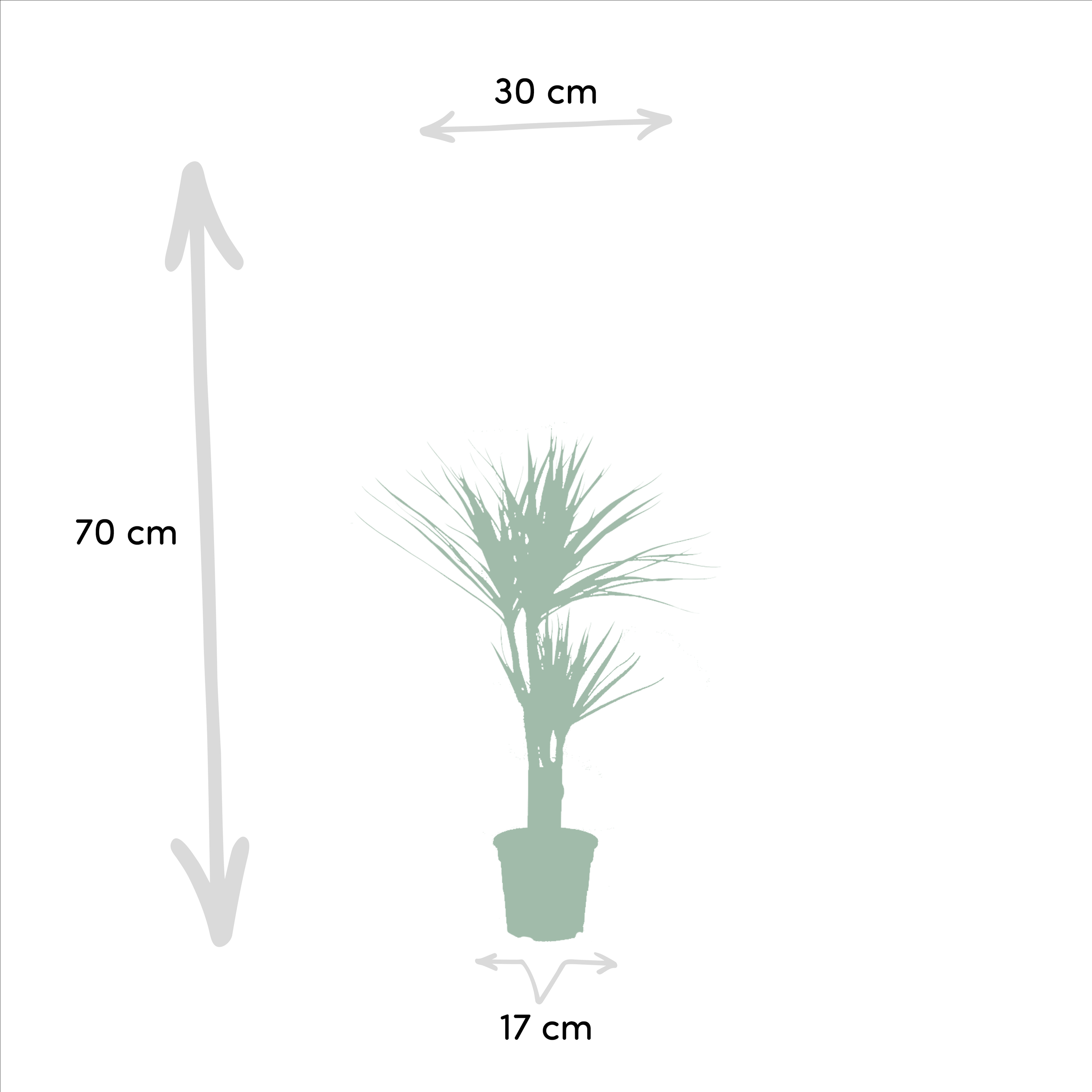 Dracaena Zimmerpflanzen Set – Drachenbäume für Wohnräume