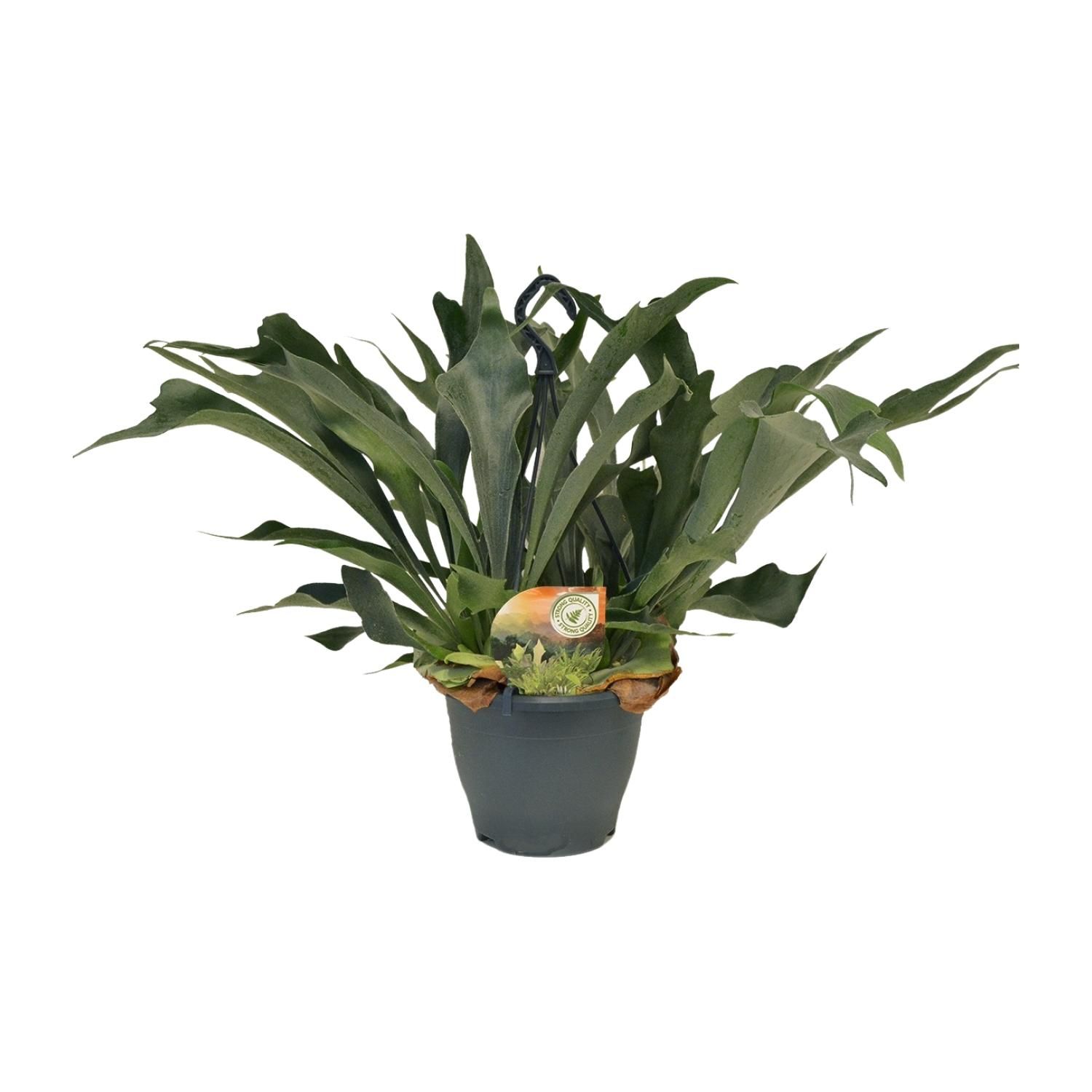 Platycerium Hirschgeweihfarn für Innenräume