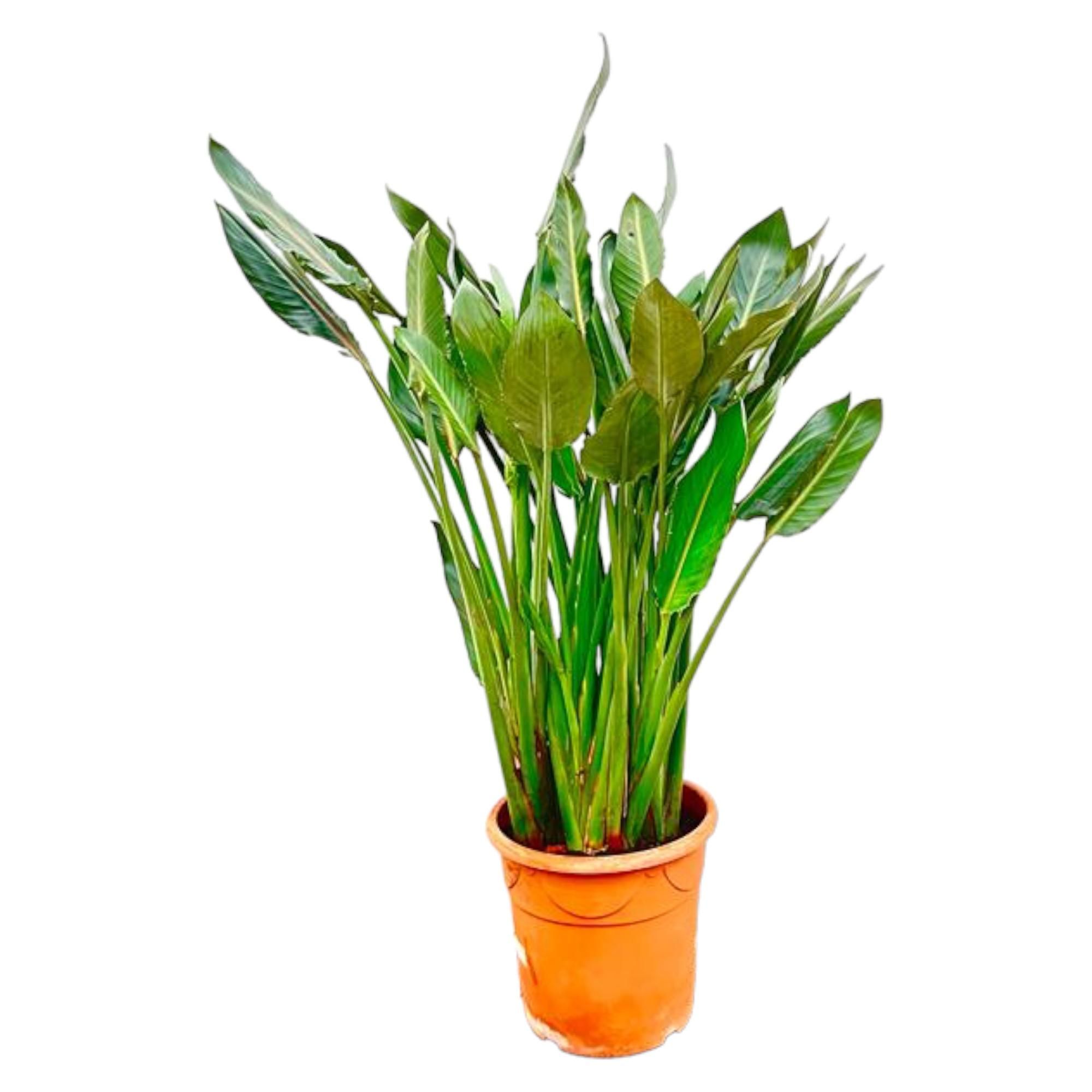 Strelitzia Reginae Paradiesvogelblume