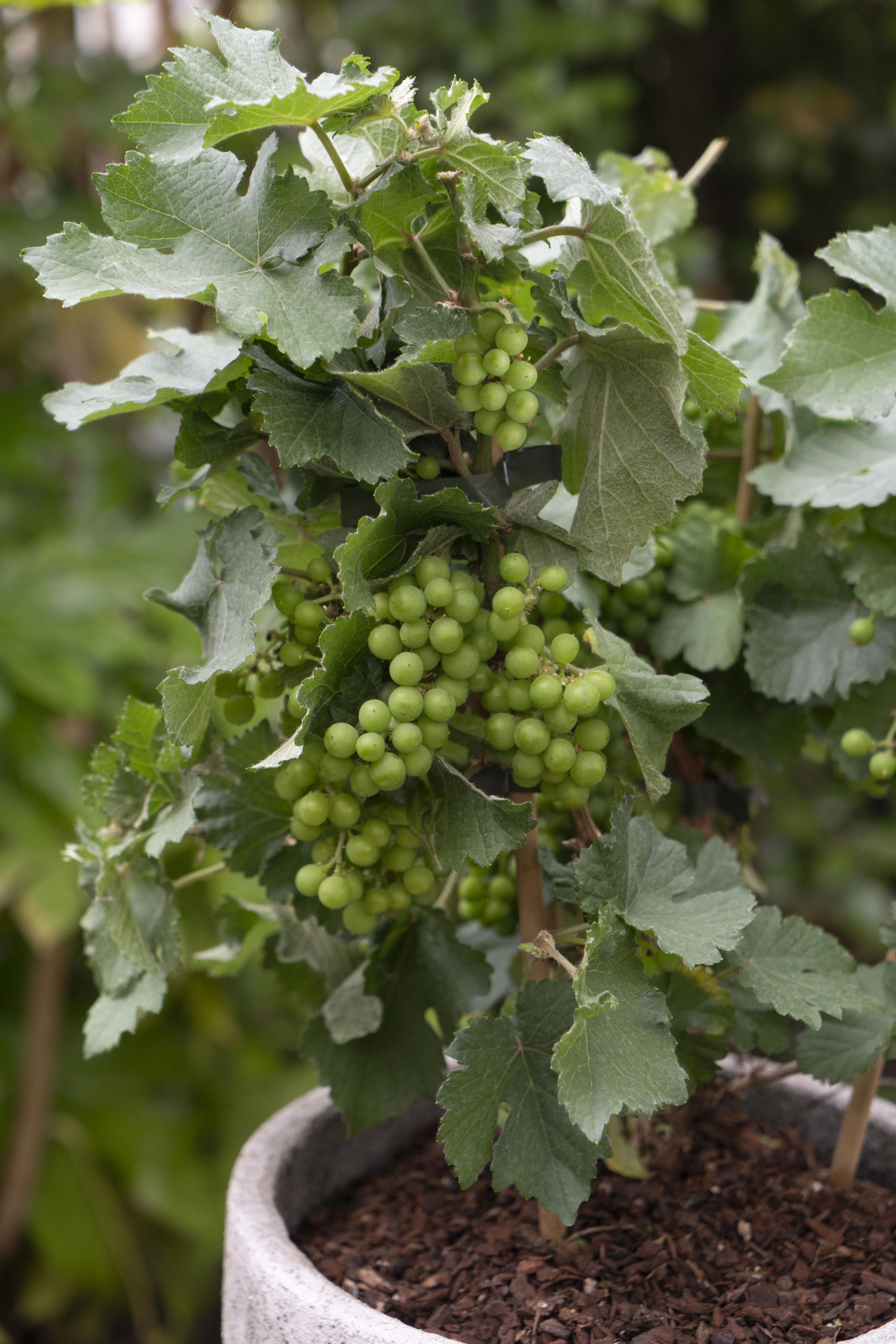 Vitis Pixie Riesling Zwergtraube