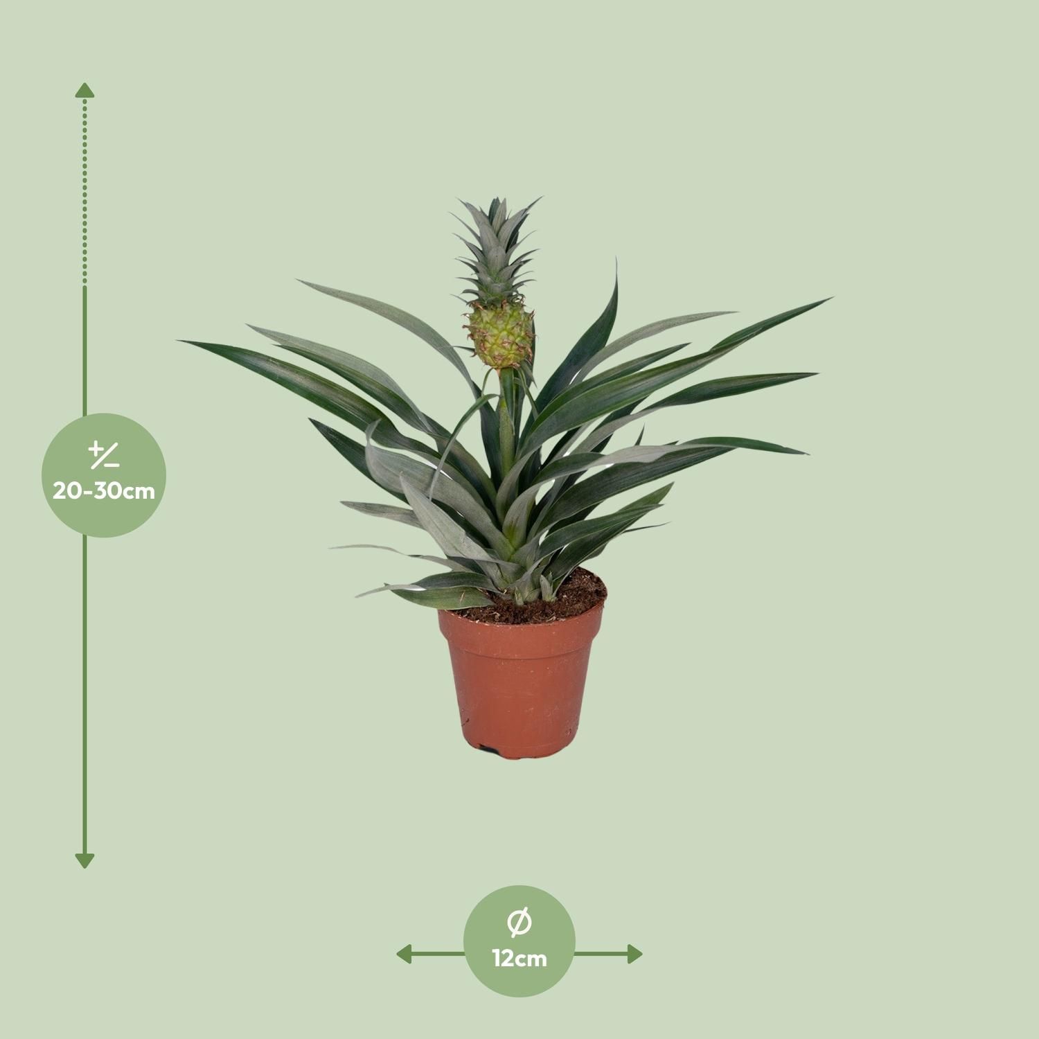 Tropische Bromelia Ananas Zimmerpflanze