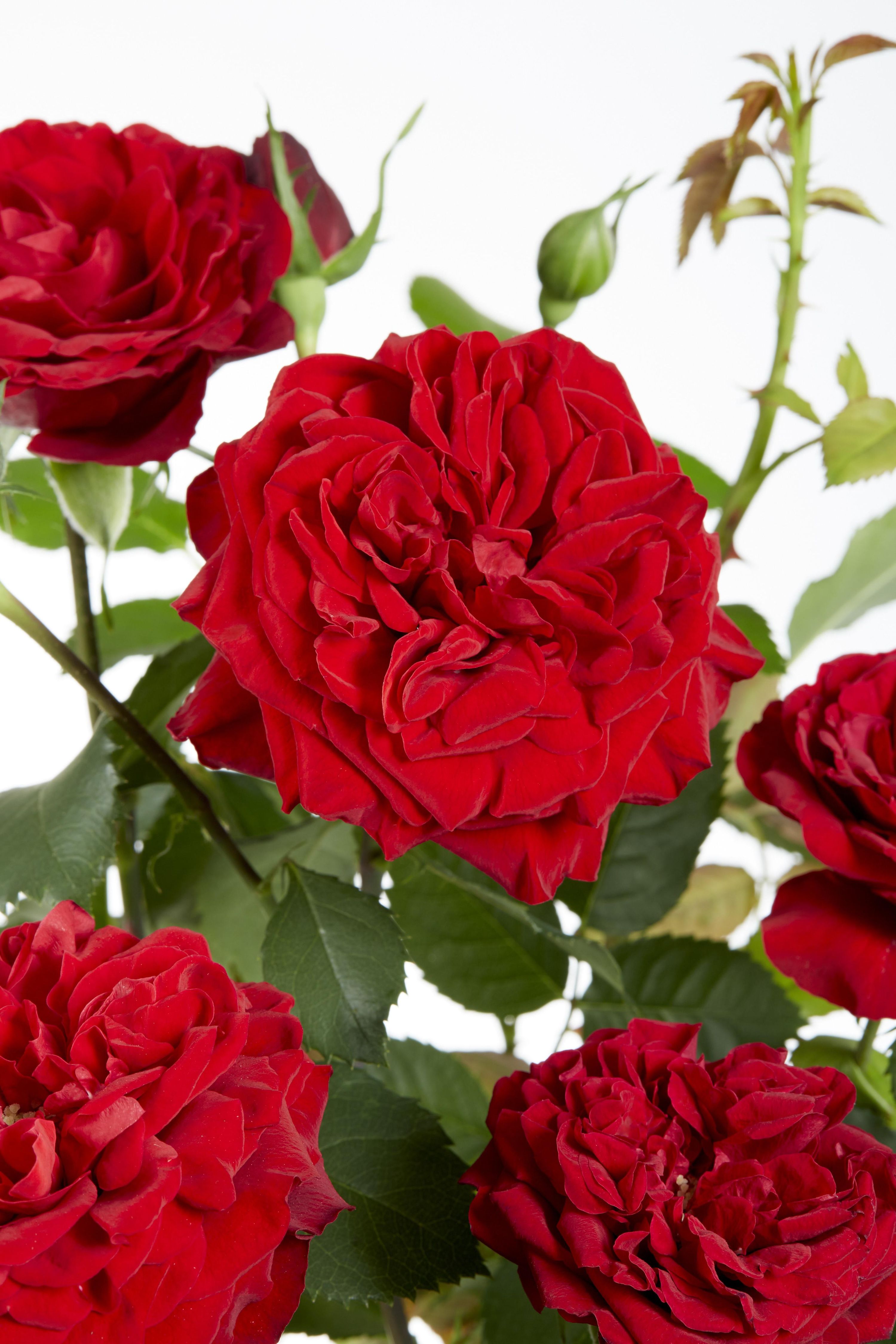 Rosa Crazy in Love Rote Rose