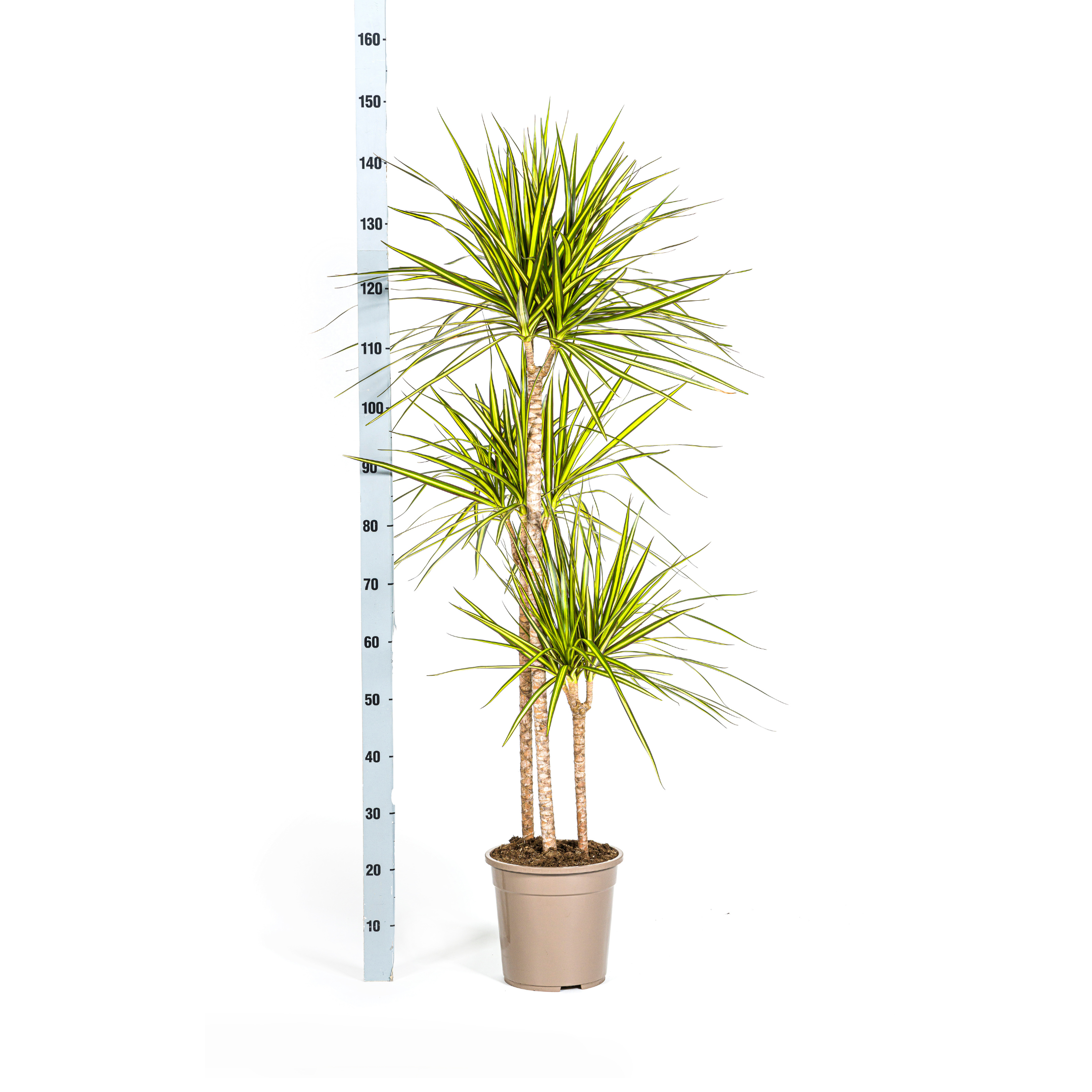 Dracaena Marginata Sunray | Ø24cm – ↕130-150cm | Hochwertige Zimmerpflanze