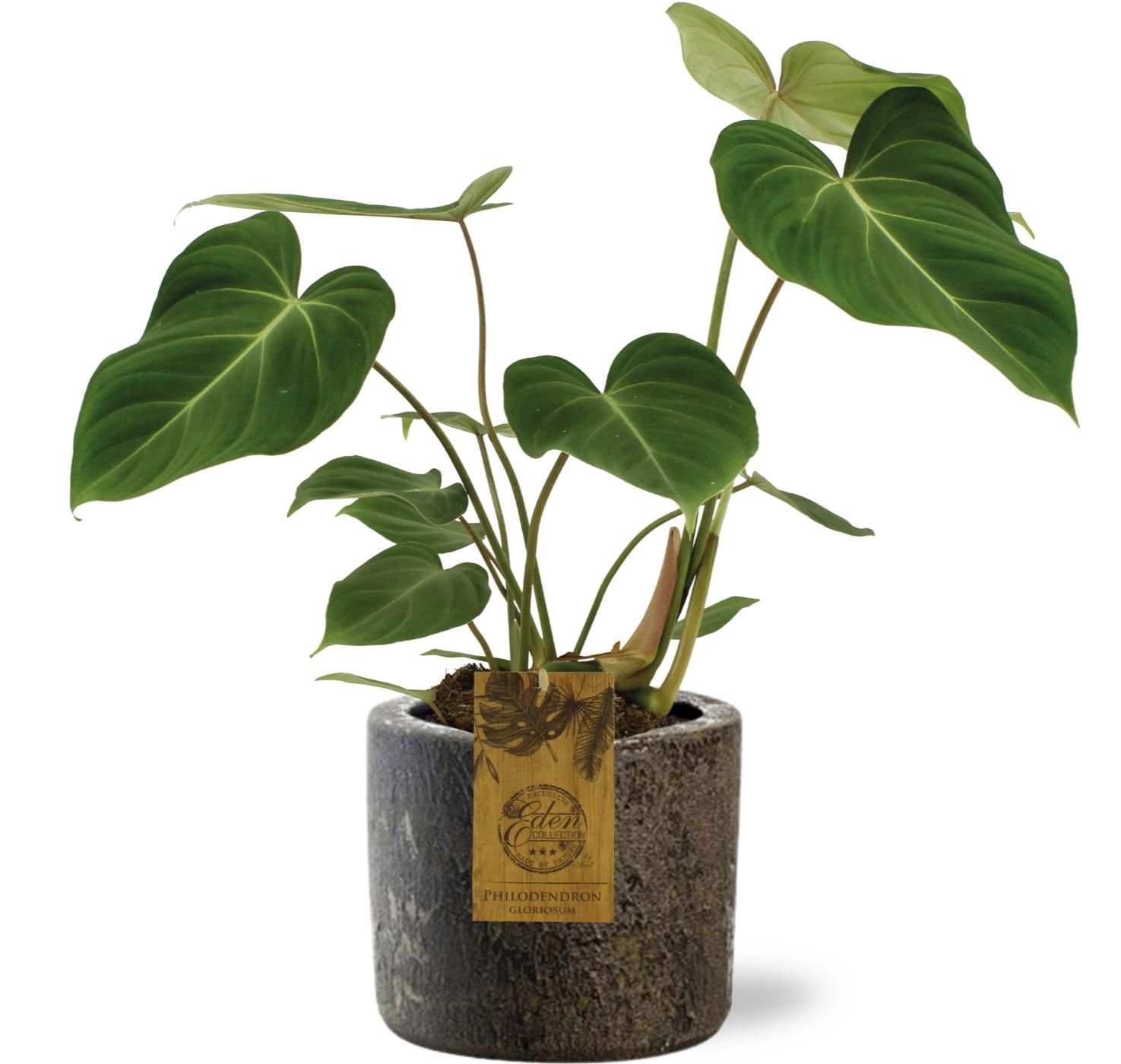 Philodendron Gloriosum – Große Blätter – Inkl. Braunem Topf
