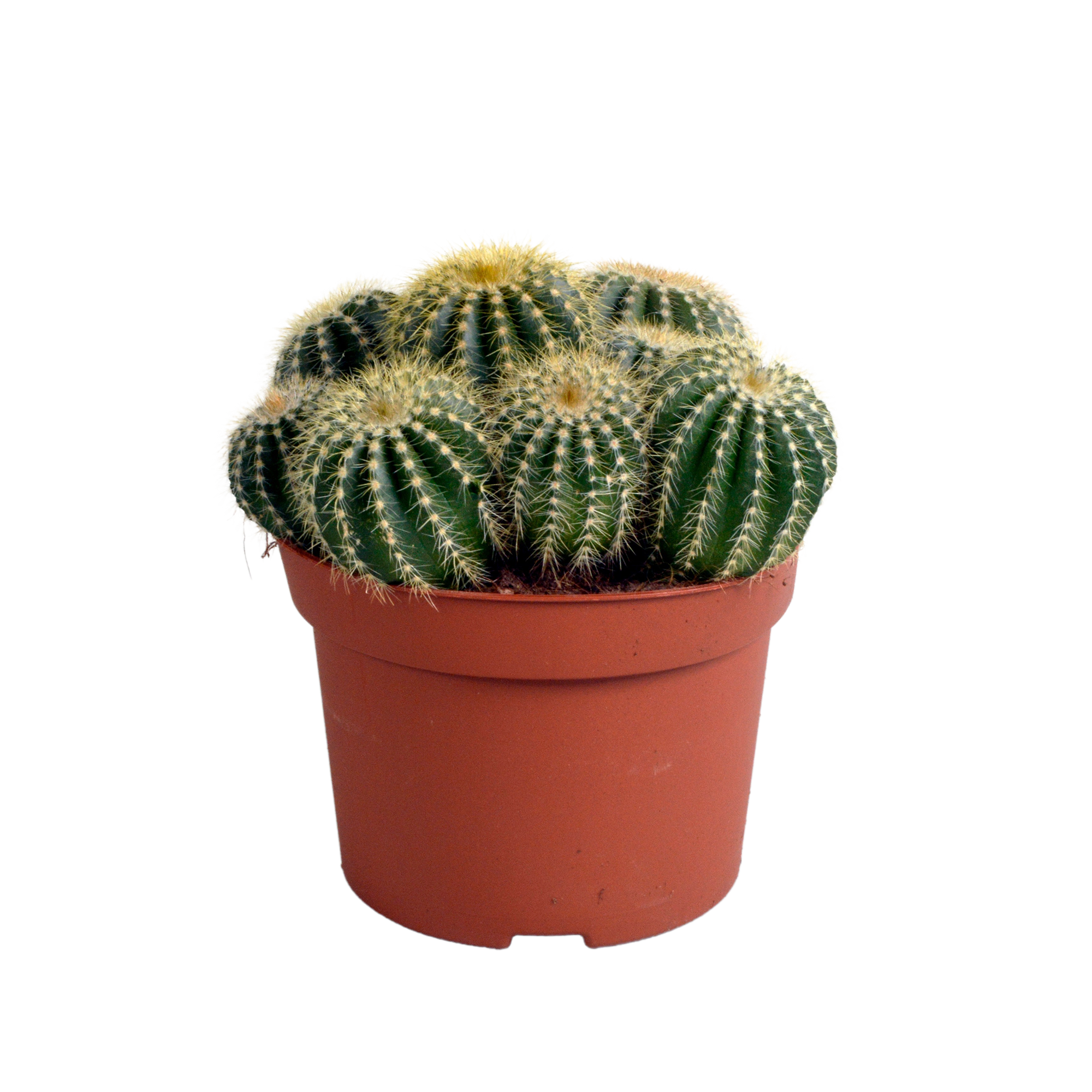 Eriocactus warasii 12cm | Robuster Kaktus | Pflegeleicht