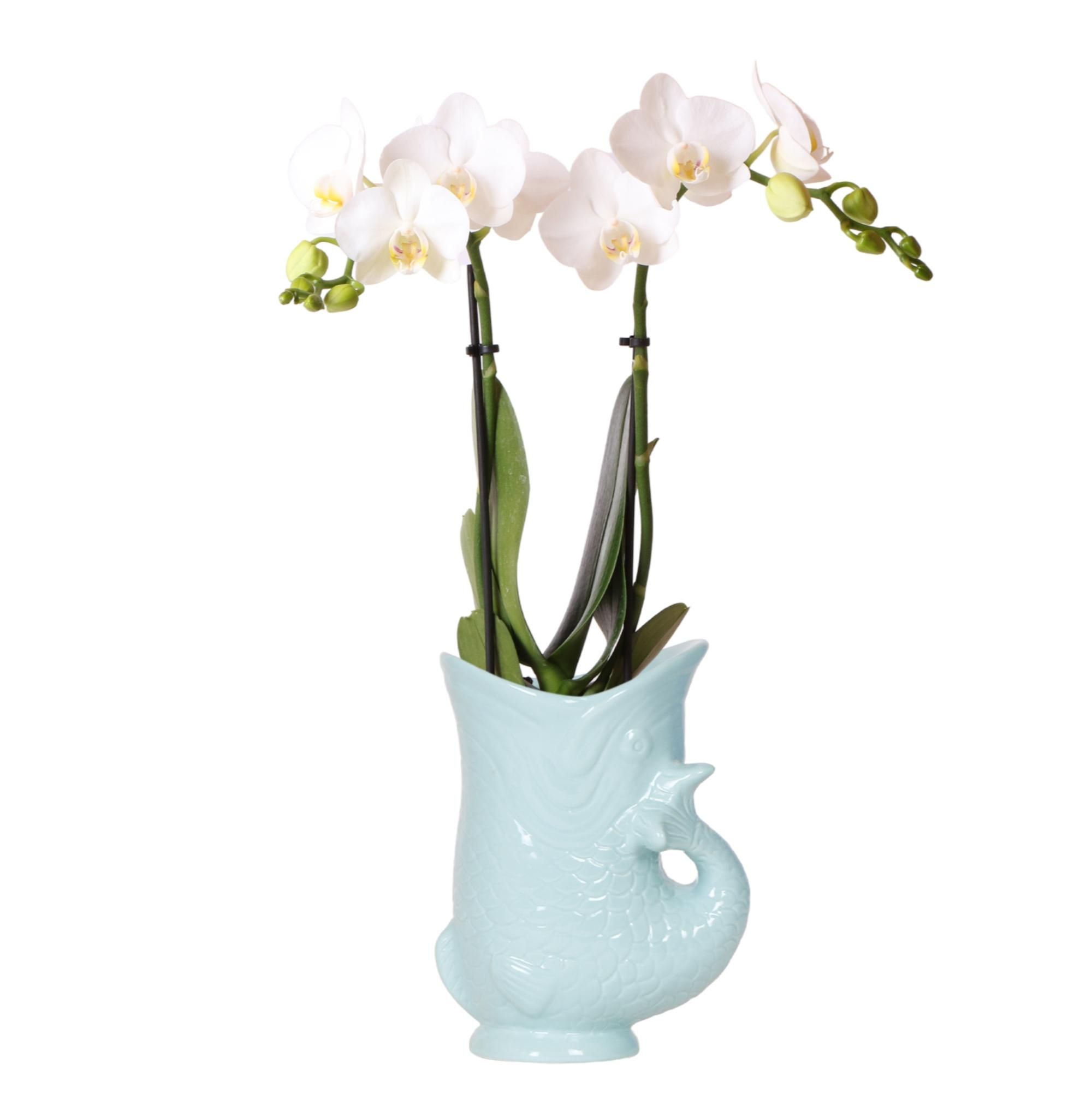 Weiße Phalaenopsis Orchidee mit Fischtopf – Blühende Zimmerpflanze im 9cm Topf