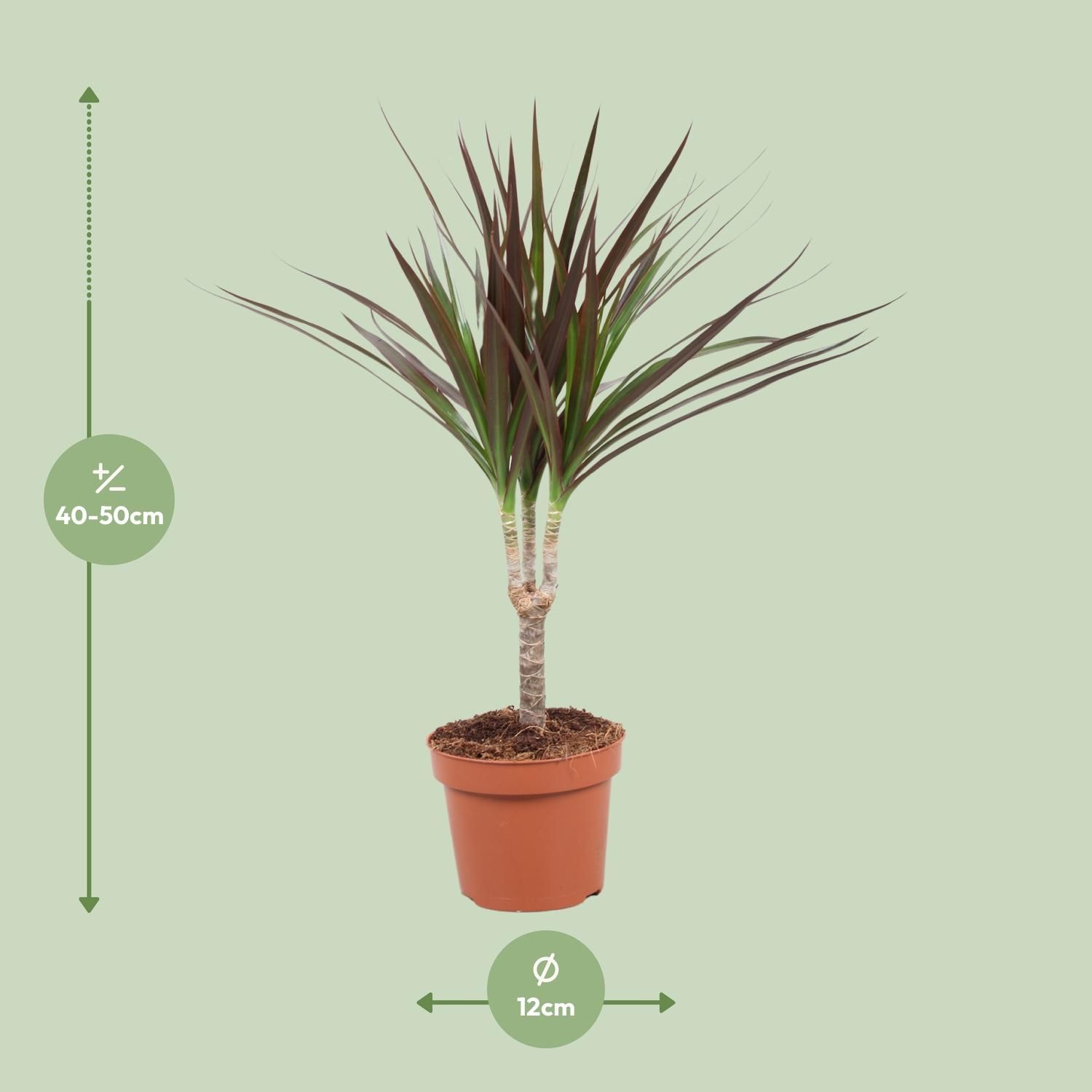 Dracaena Magenta Zimmerpflanze