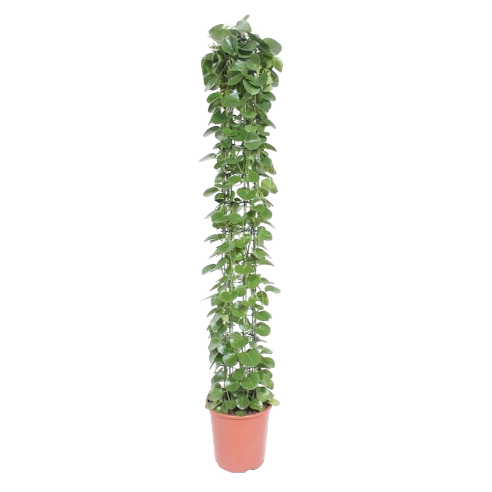 Cissus rotundifolia Kletterpflanze mit Gitter
