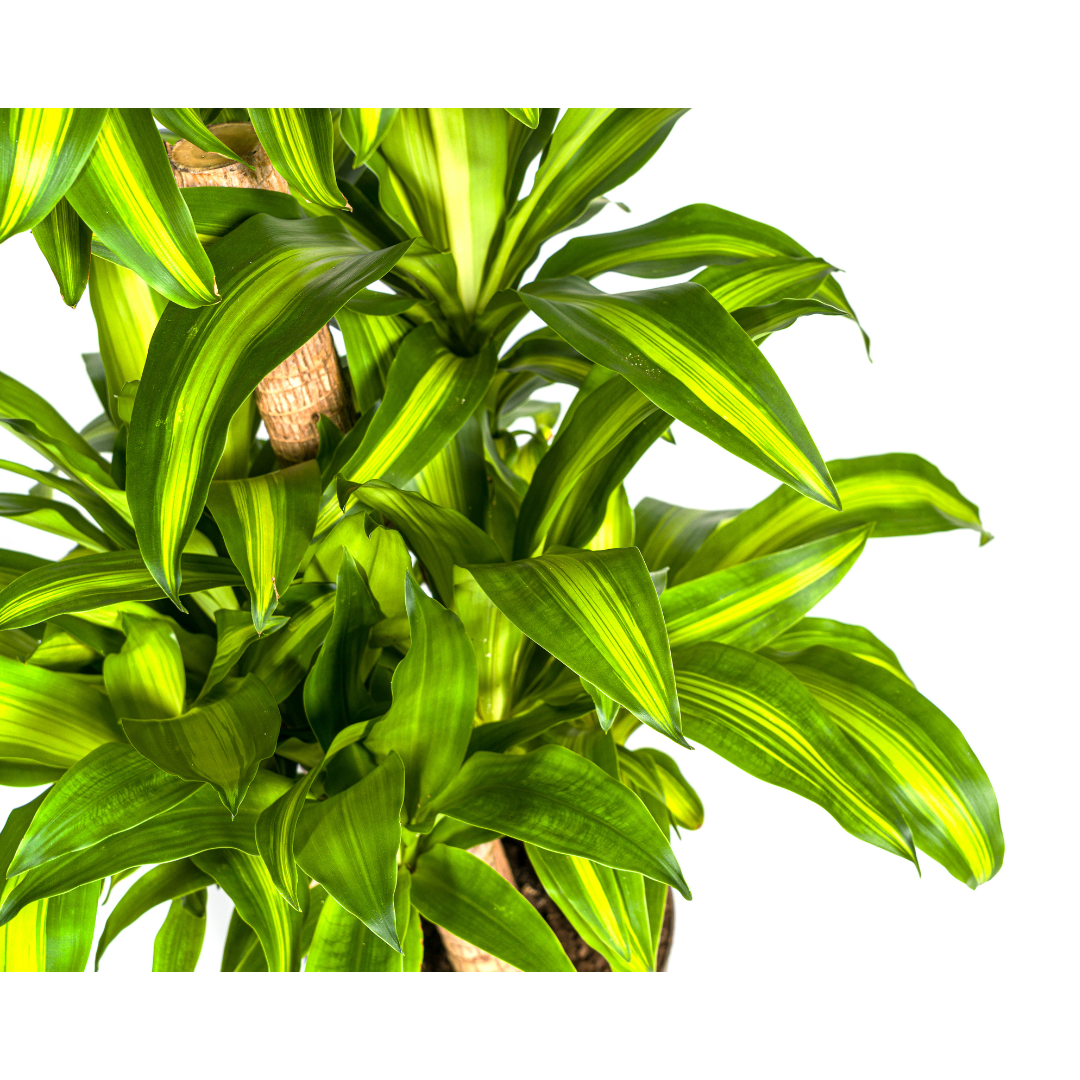 Dracaena Fragrans Massangeana Karussell – 130-150cm hoch – Ø30cm Topf