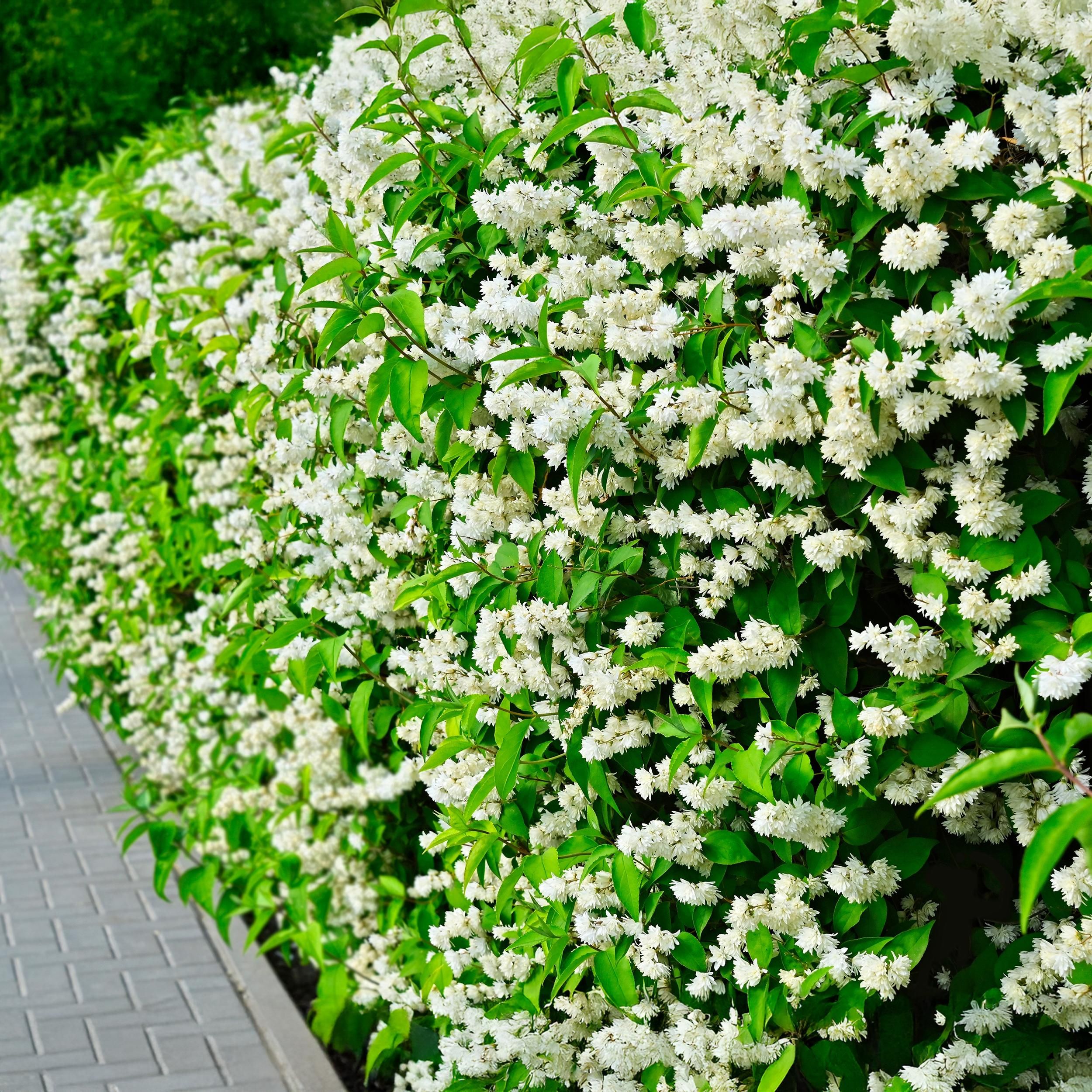 Bauernjasmin Philadelphus – Weiß Blühend – Wenig Pflege | Laubabwerfend