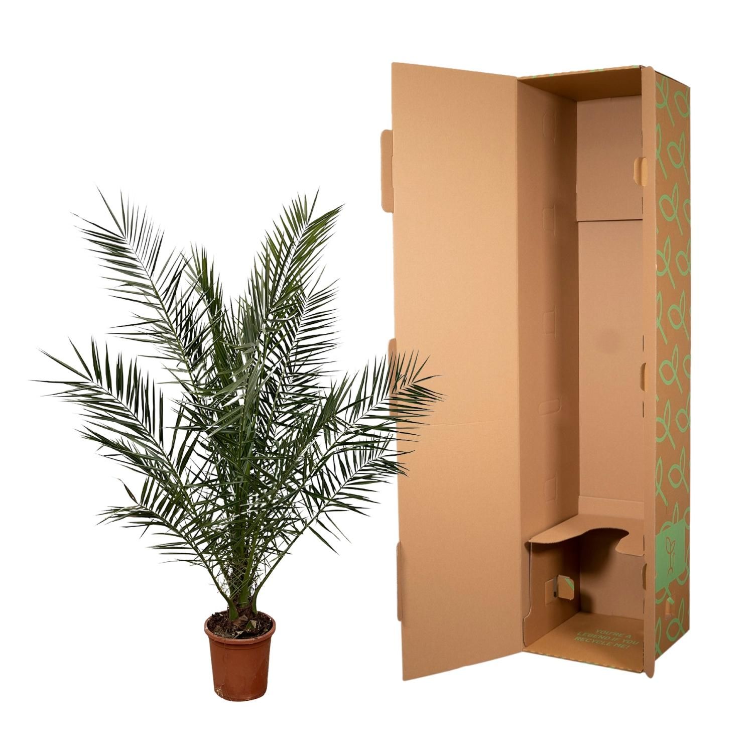 Kanarische Dattelpalme Phoenix Canariensis