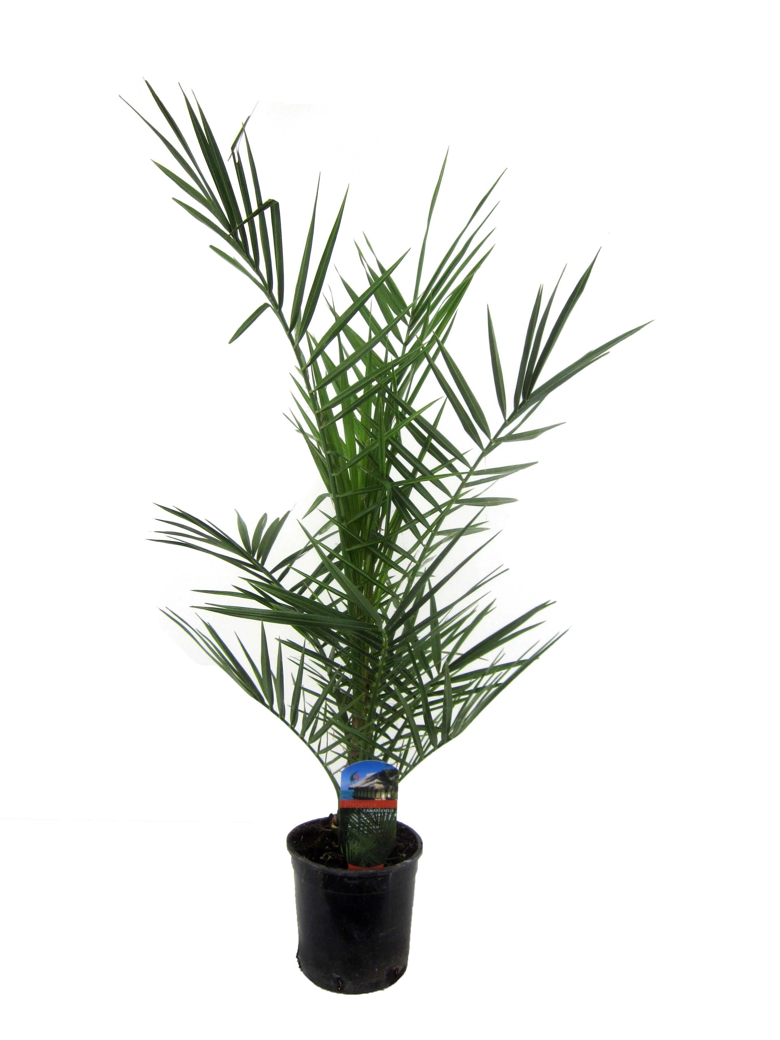 Kanarische Dattelpalme Phoenix Canariensis
