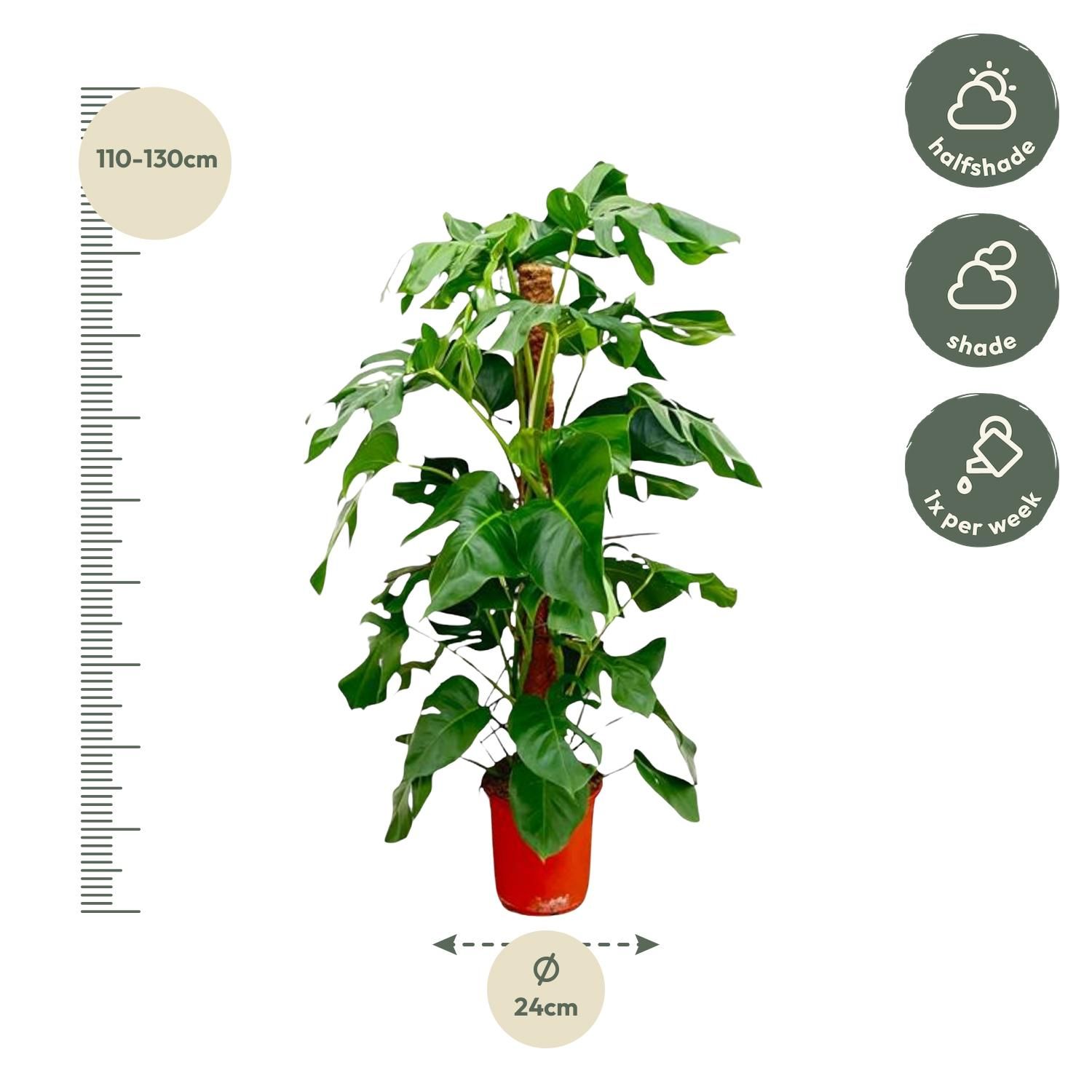 Monstera Pertusum Zimmerpflanze