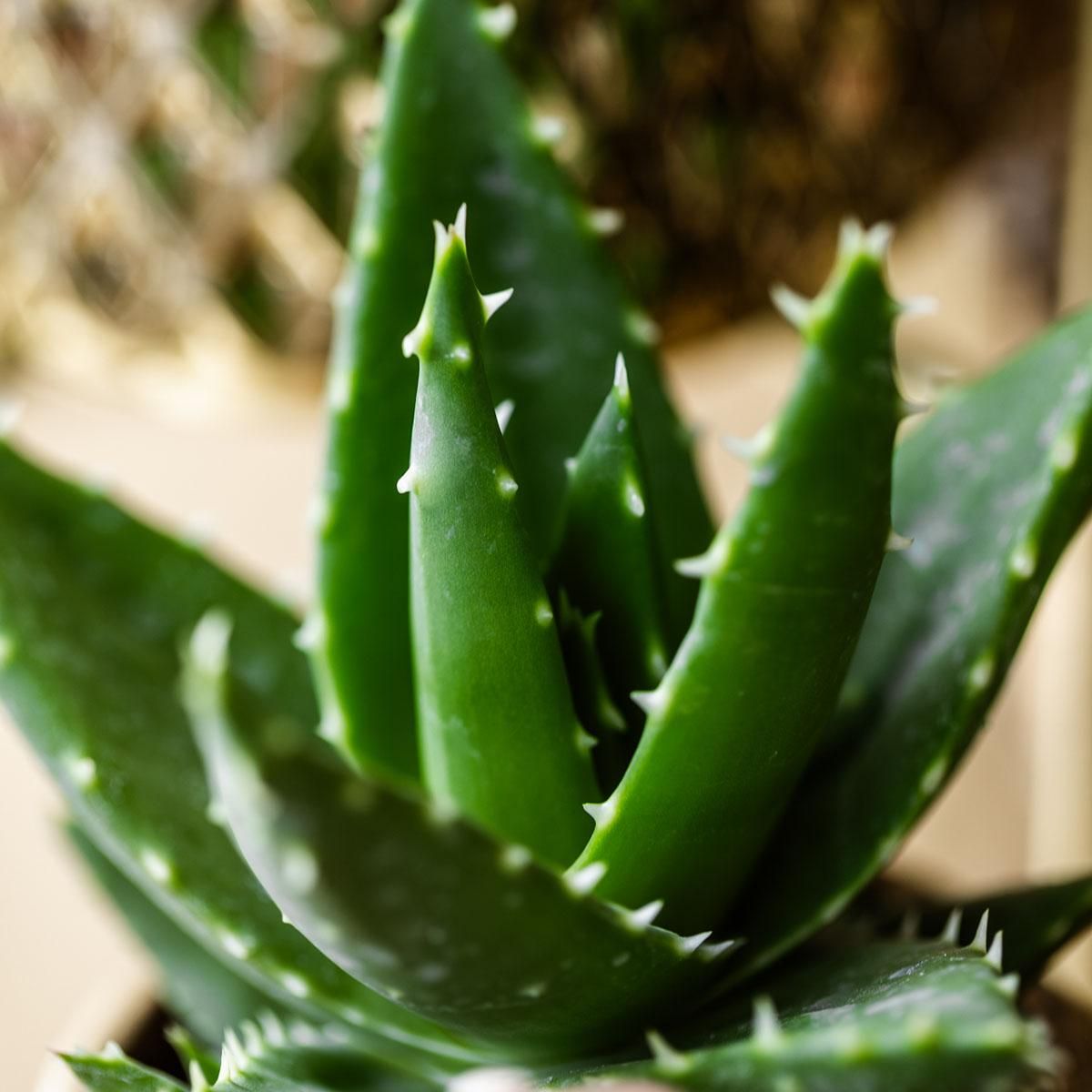 Aloe Brevifolia Sukkulente Zimmerpflanze