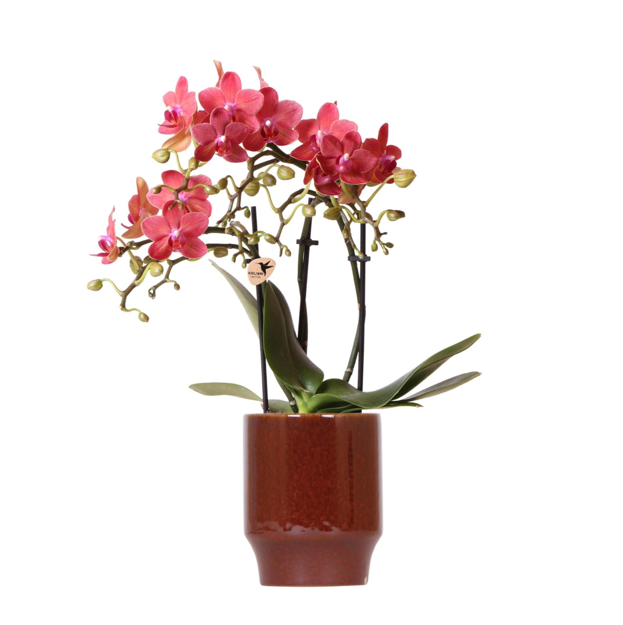 Andorra Phalaenopsis Orchidee in weißem Pastelltopf