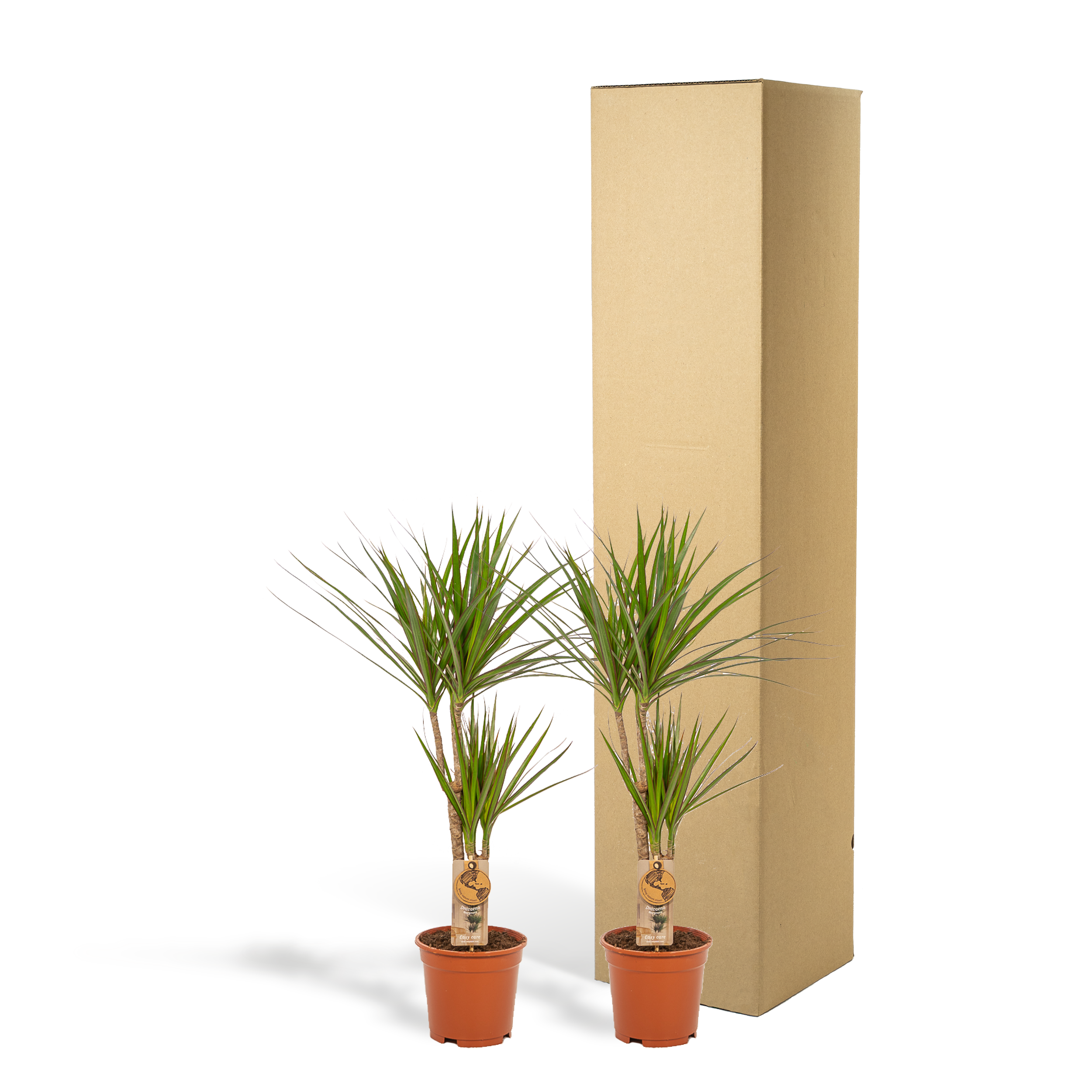 Weiße Orchidee und Sukkulente im goldenen Set