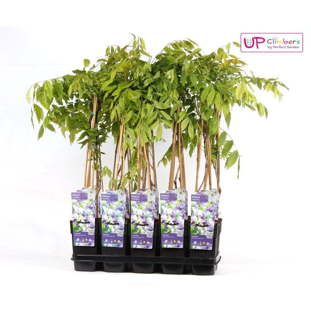 Wisteria Floribunda Naga Noda Kletterpflanze