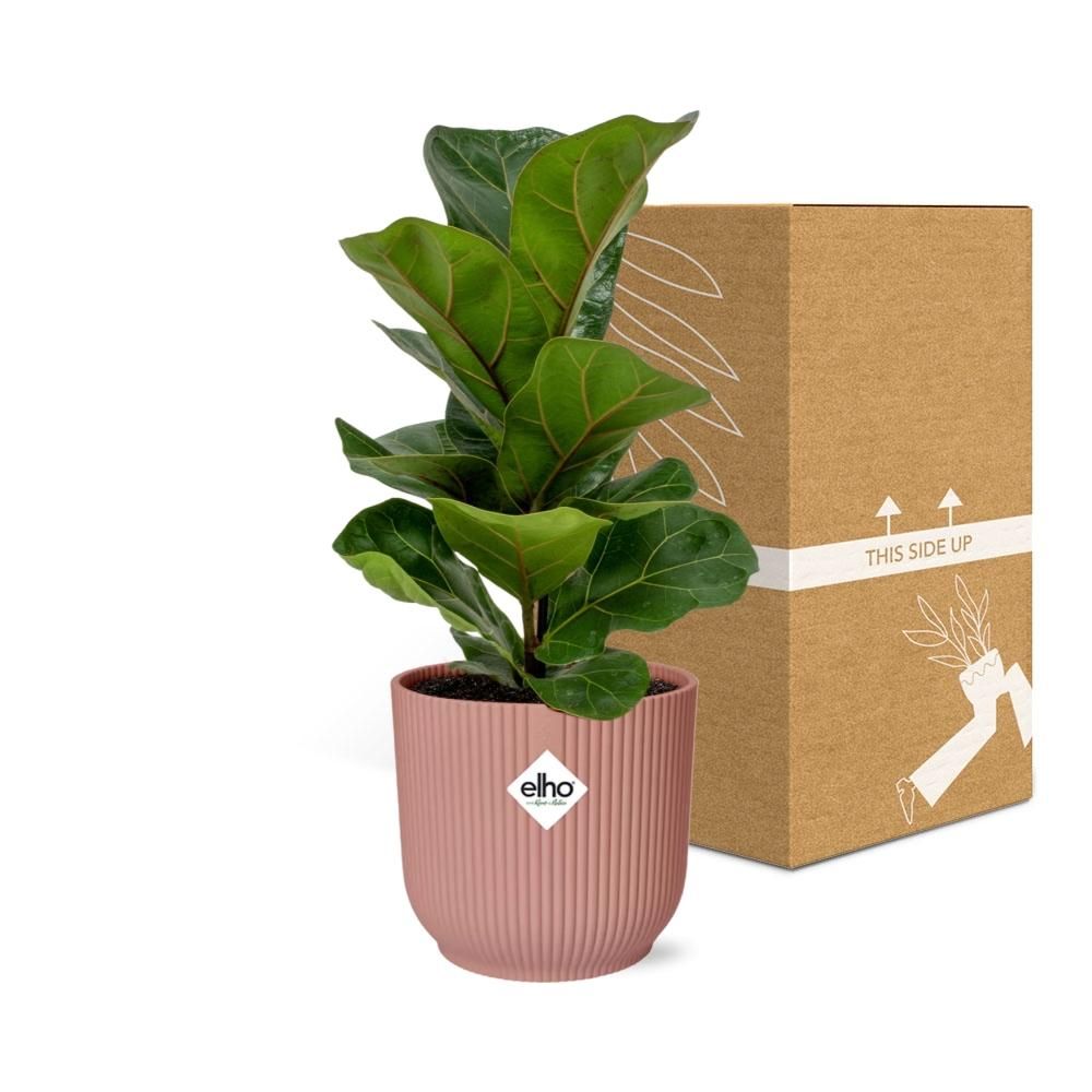 Ficus Lyrata Bambino Zimmerpflanze im Dekotopf