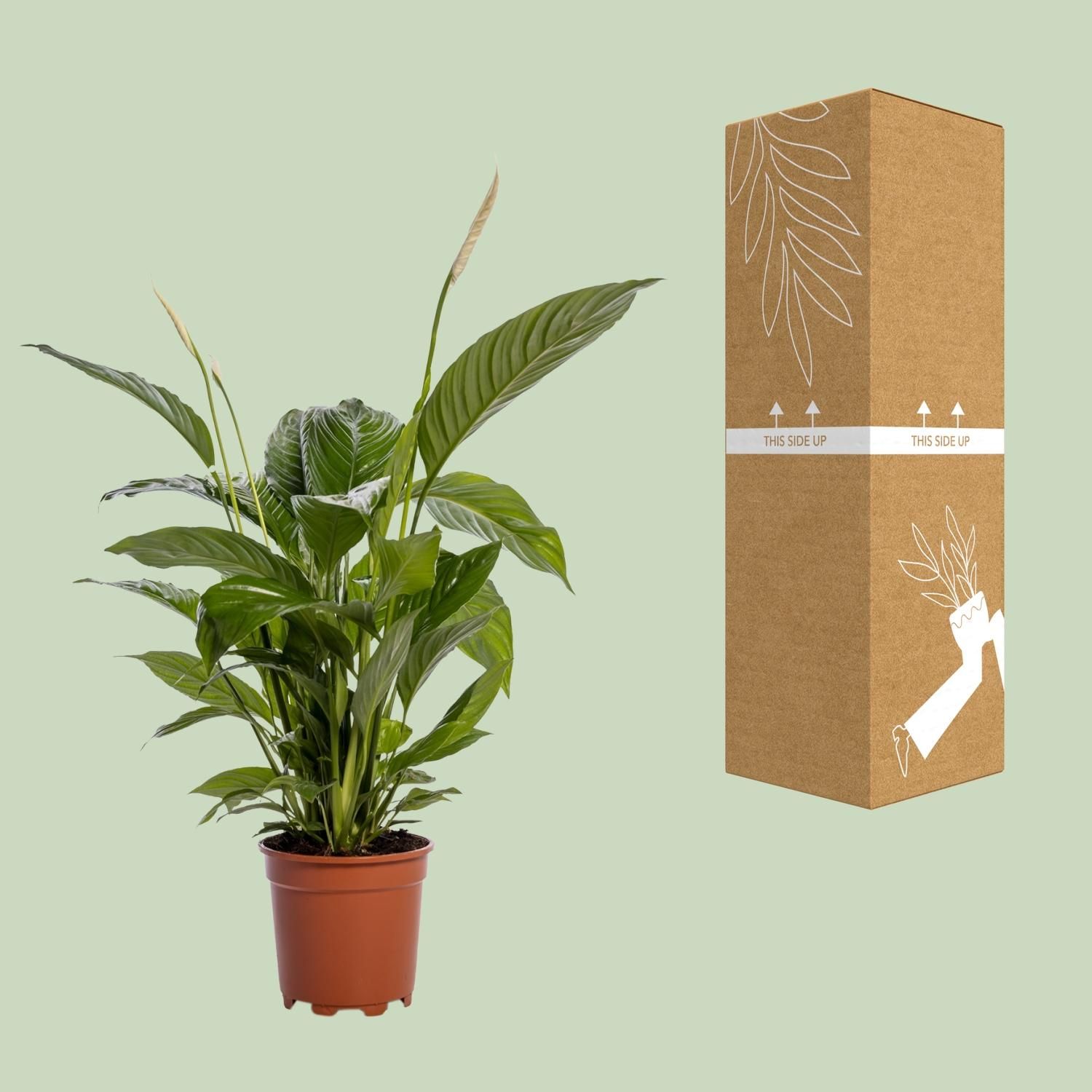 Spathiphyllum Bingo Cupido Friedenslilie