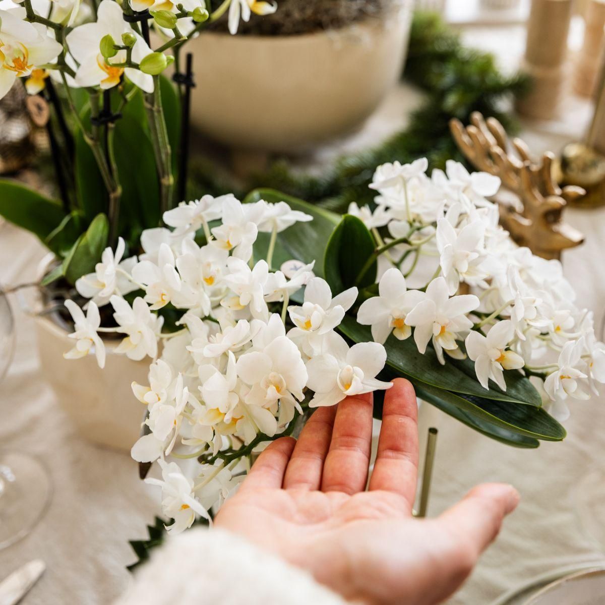 Weiße Orchidee + Pearl Dekotopf Travertine – Ø9cm Topf – Blühende Zimmerpflanze