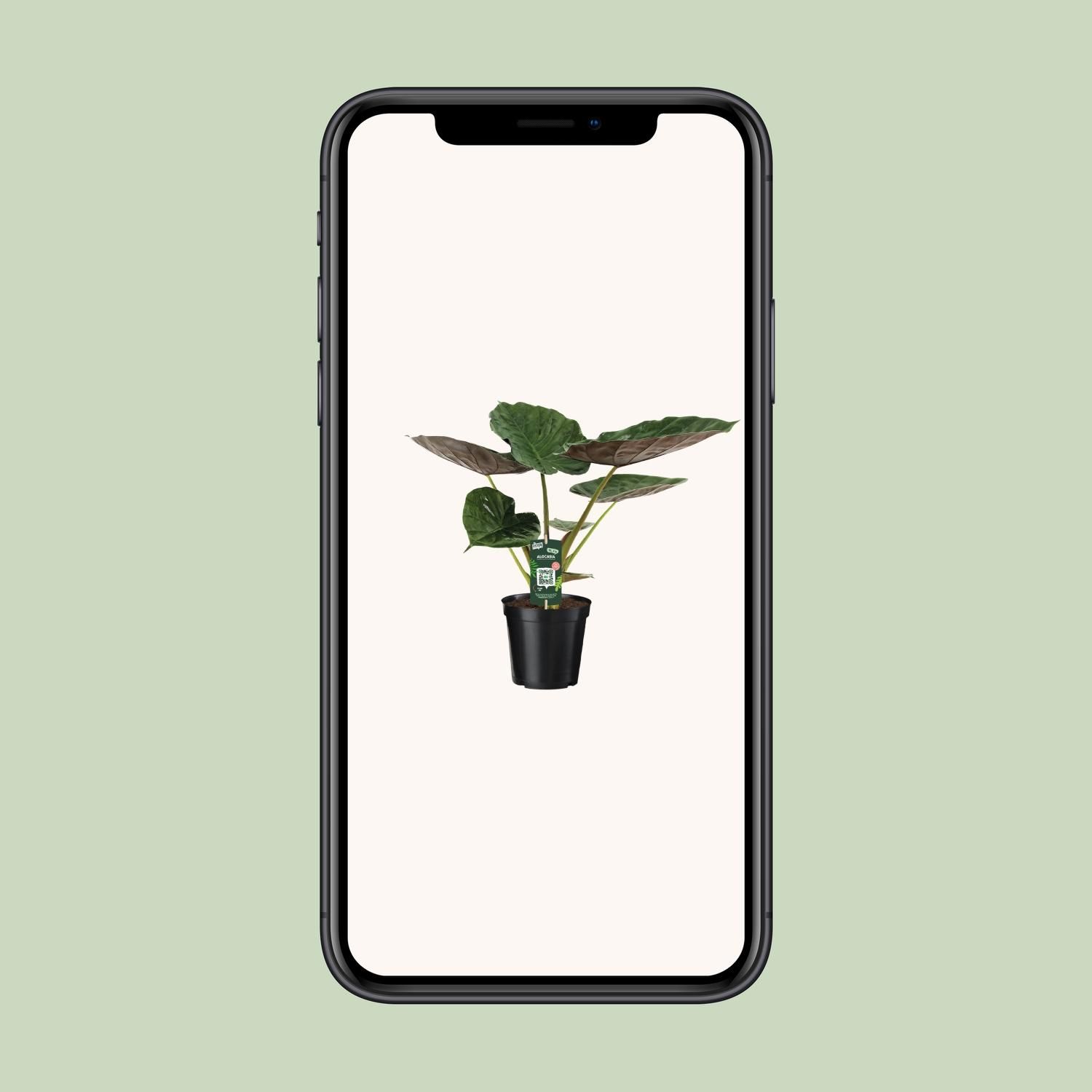 Alocasia Wentii – Elefantenohr Zimmerpflanze